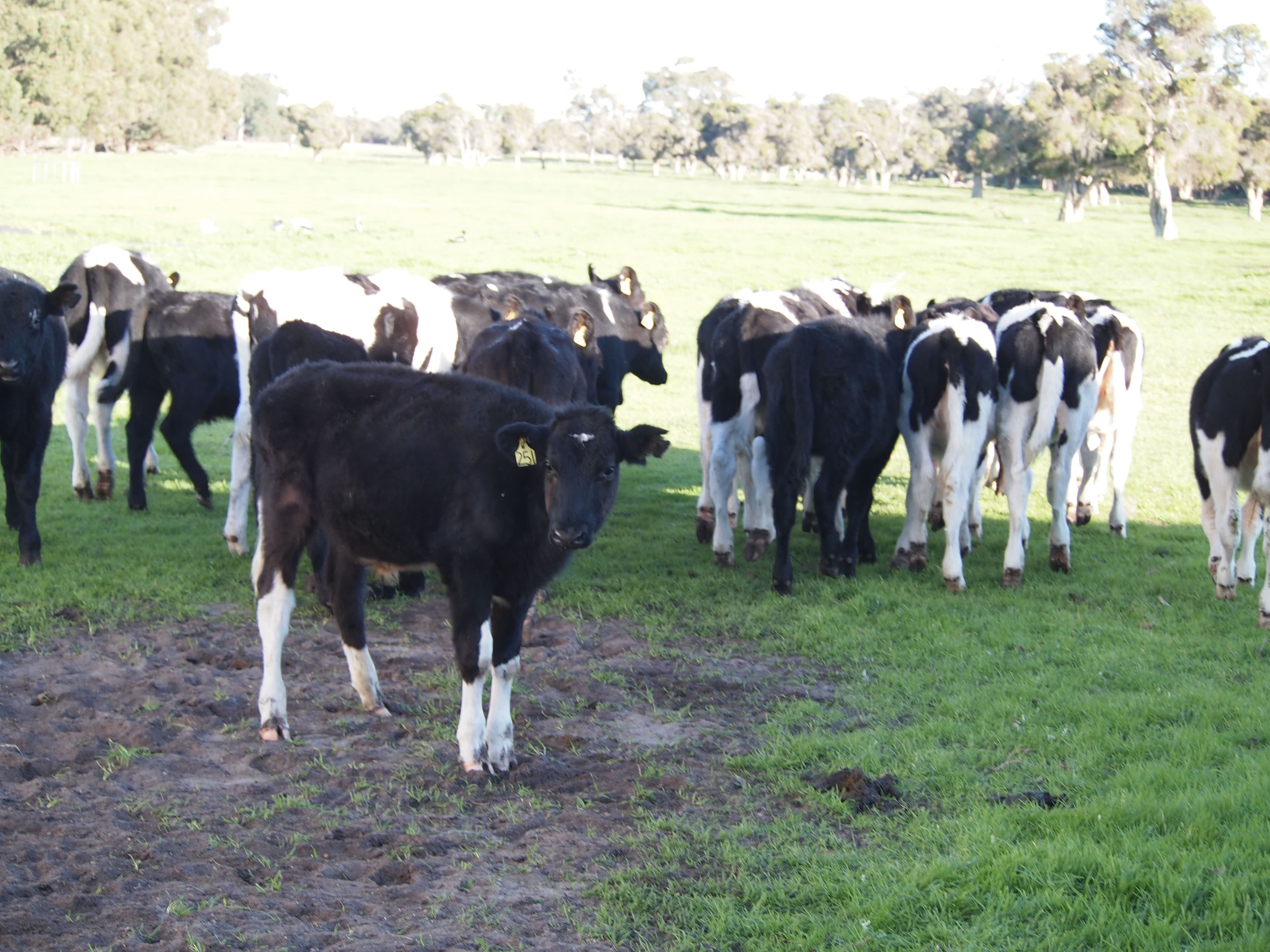 Enrick Farm, Orton Road, Oldbury WA 6121, Oldbury - Thumbnail 6