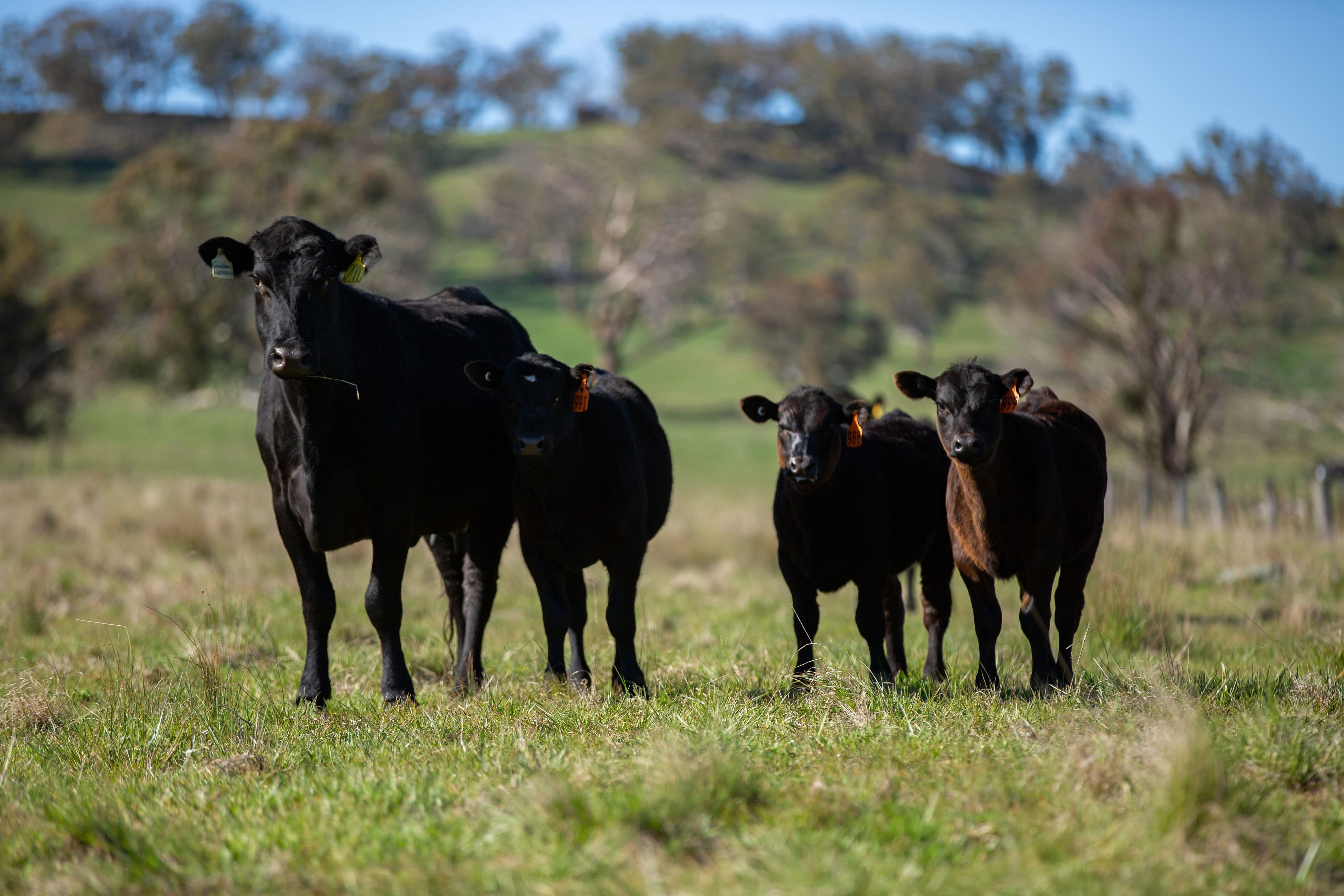 453 Moredun Road, Ben Lomond NSW 2365, Ben Lomond - Thumbnail 2