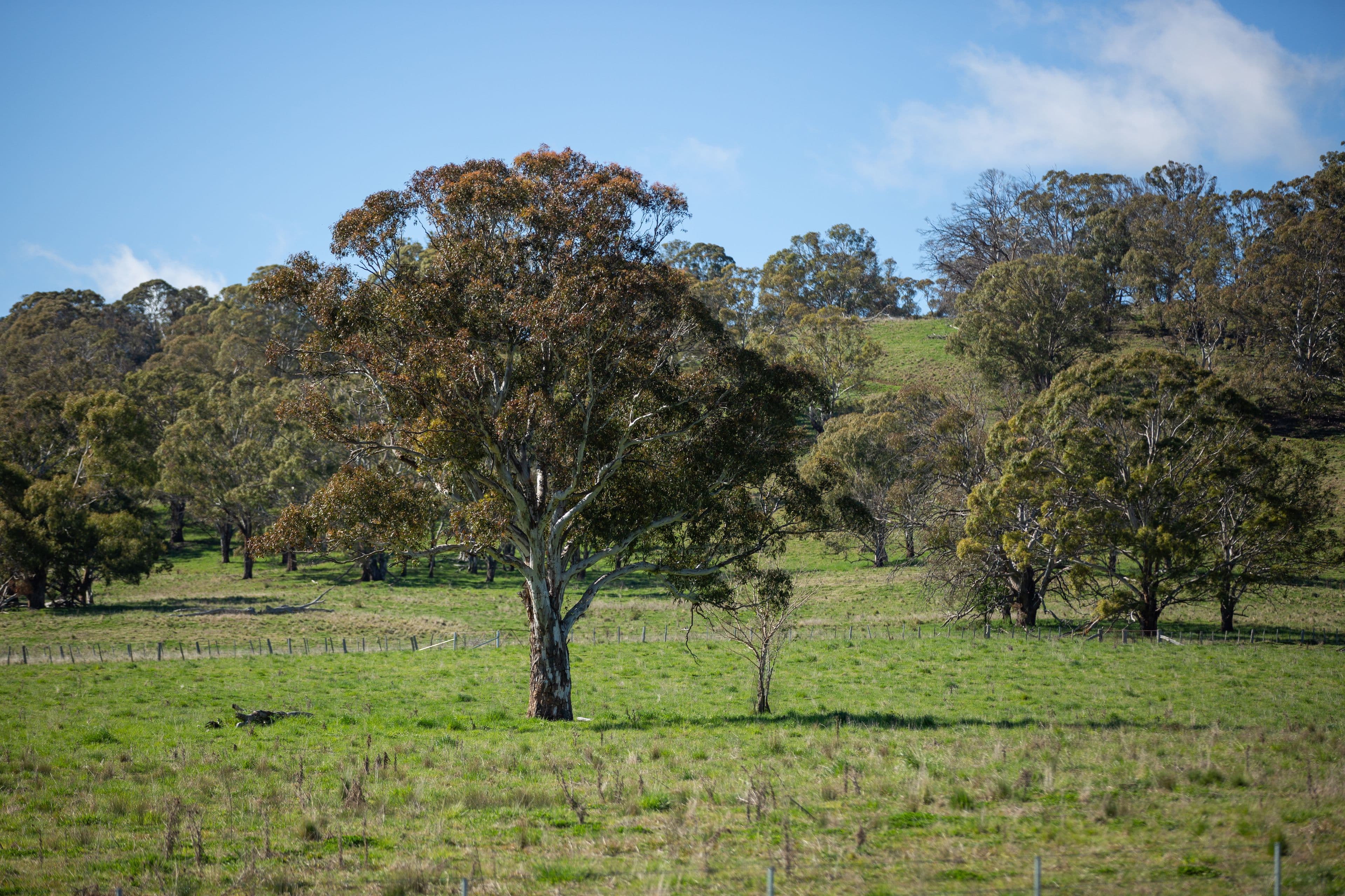 453 Moredun Road, Ben Lomond NSW 2365, Ben Lomond - Thumbnail 8
