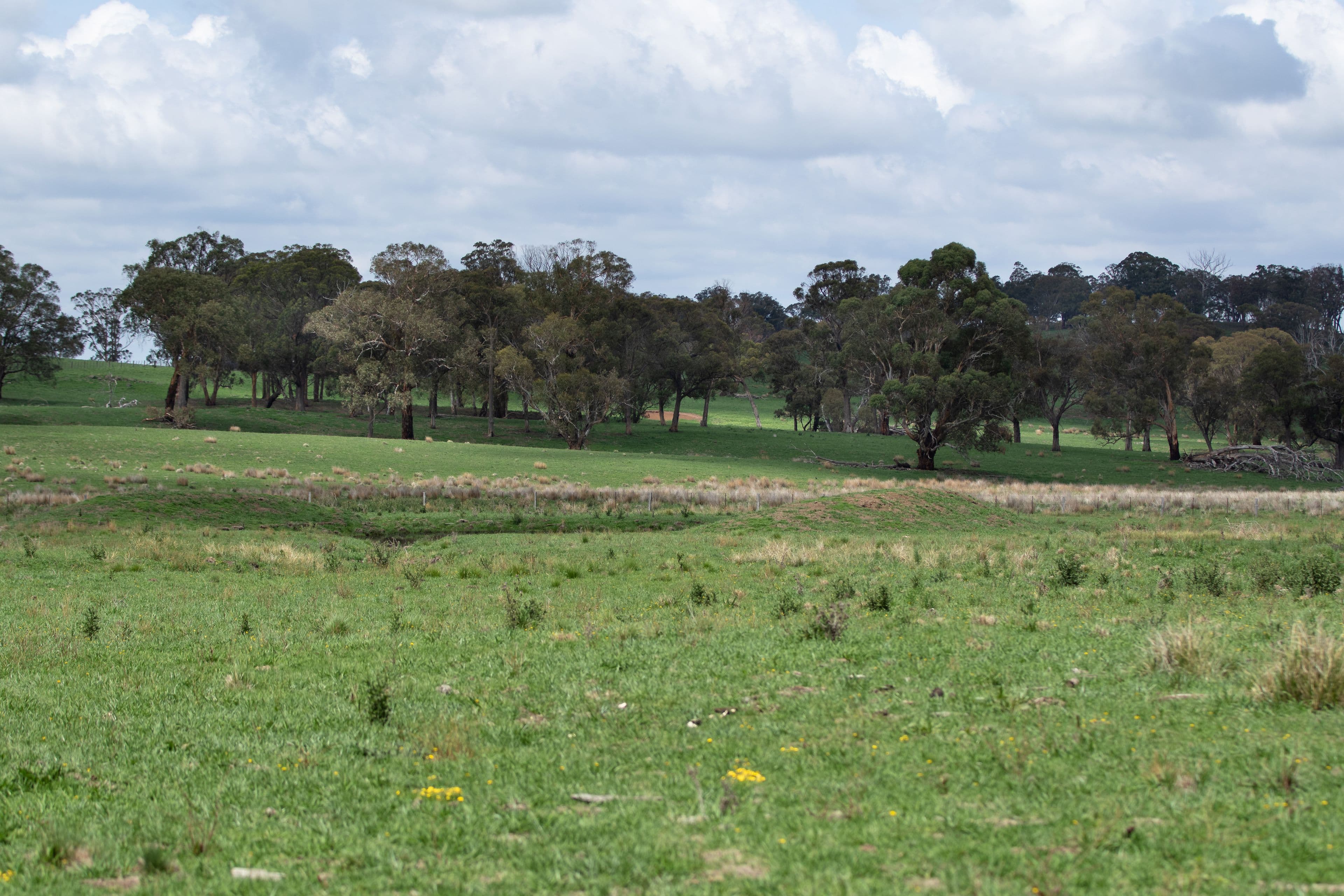 592 Whites Road, Ben Lomond NSW 2365, Ben Lomond - Thumbnail 2
