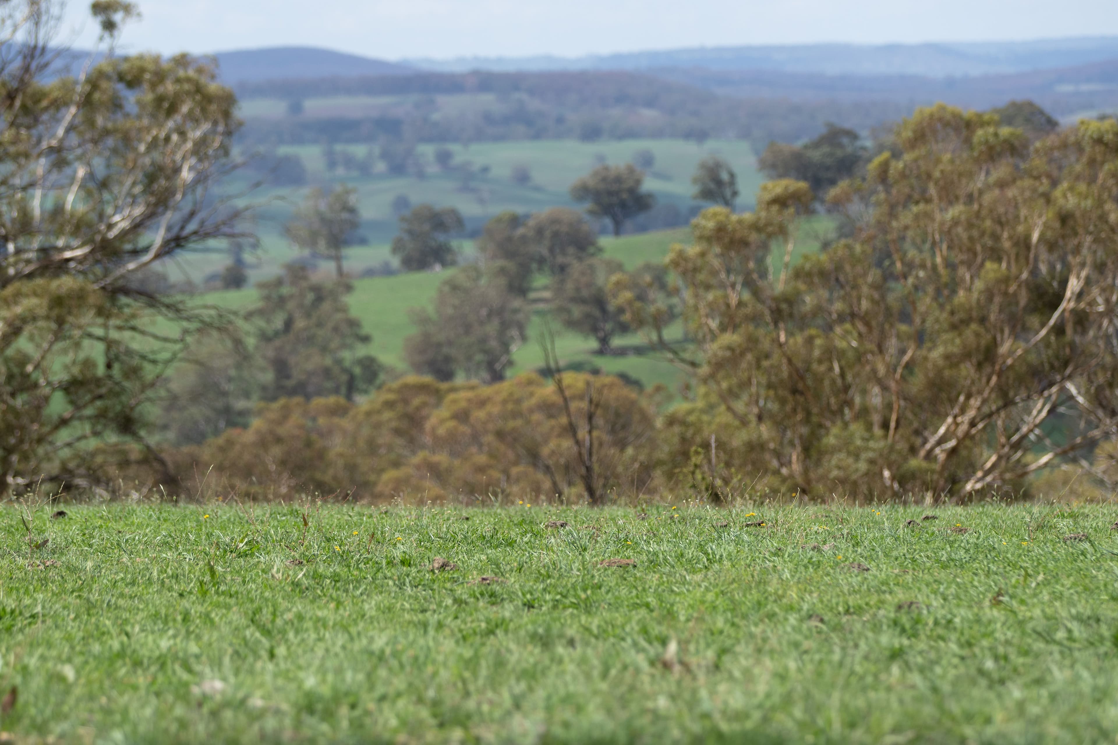 592 Whites Road, Ben Lomond NSW 2365, Ben Lomond - Thumbnail 5