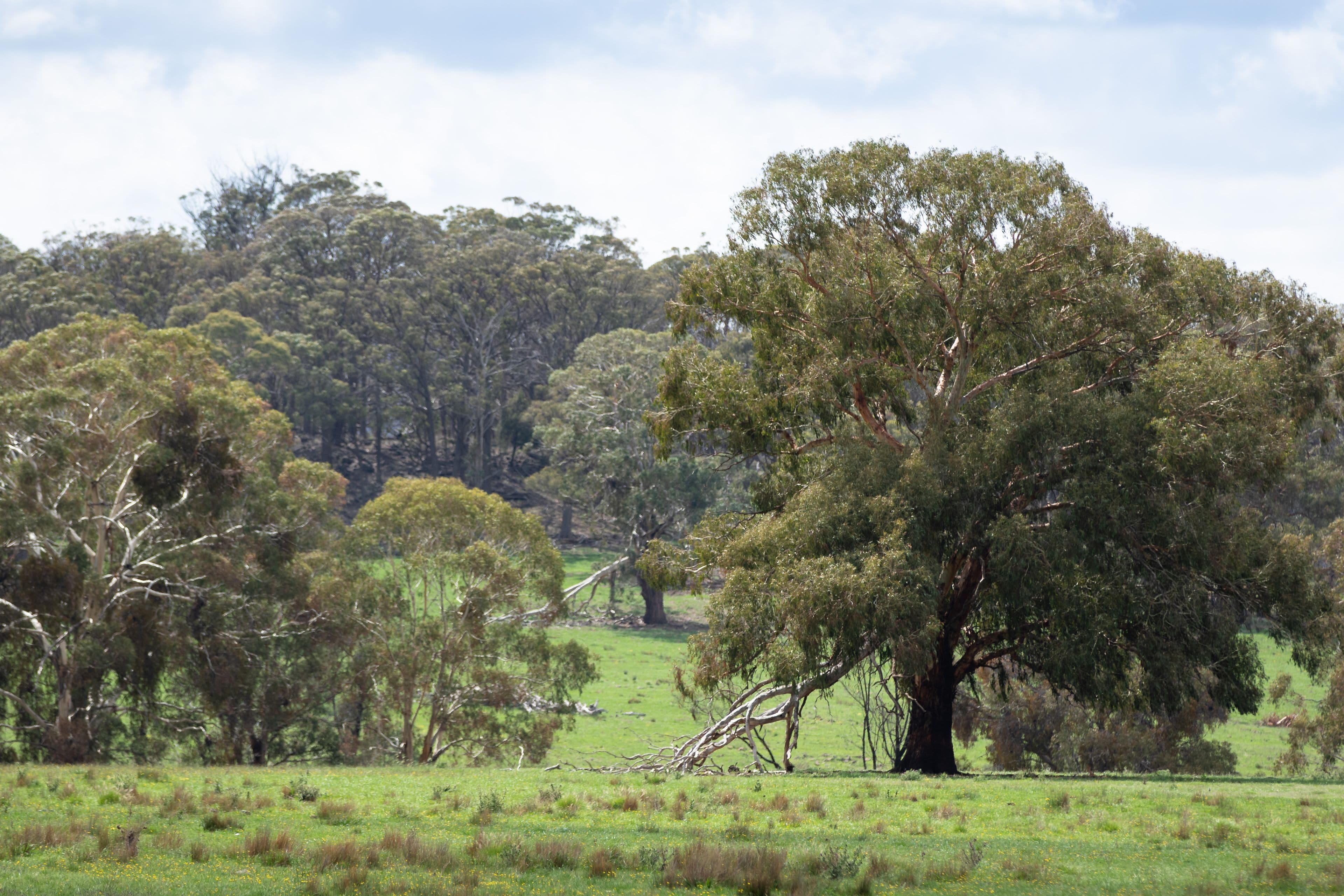 592 Whites Road, Ben Lomond NSW 2365, Ben Lomond - Thumbnail 7