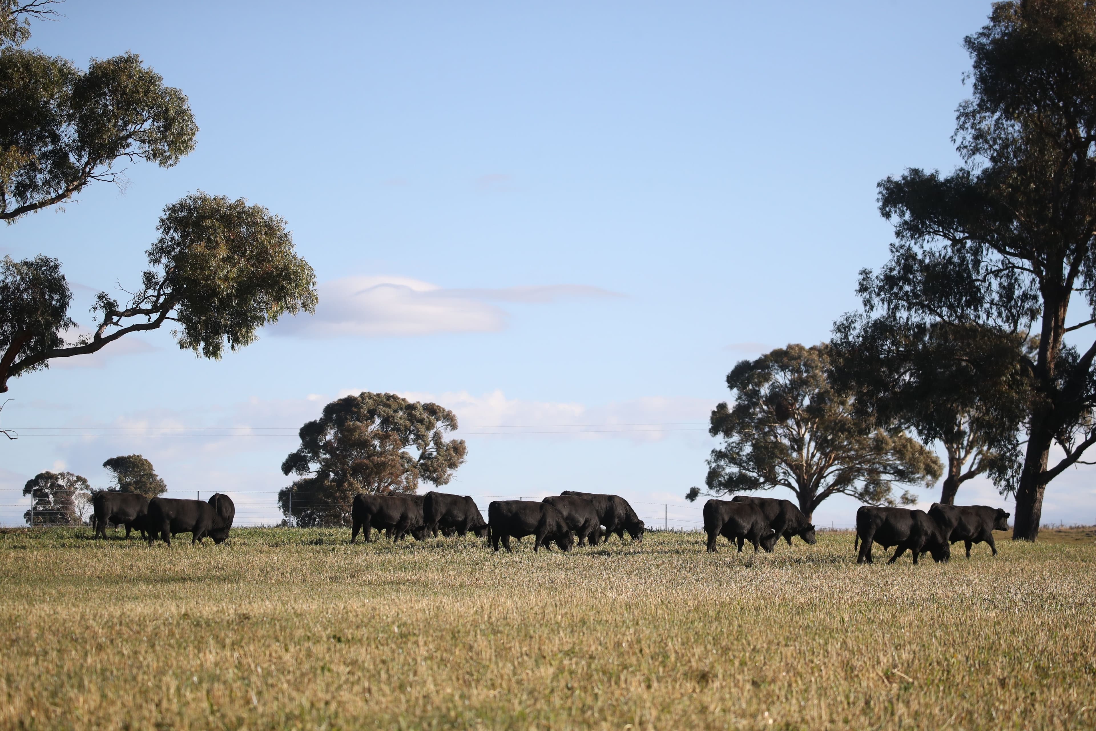 305 Glenshiel Road, Llangothlin NSW 2365, Llangothlin - Image 1