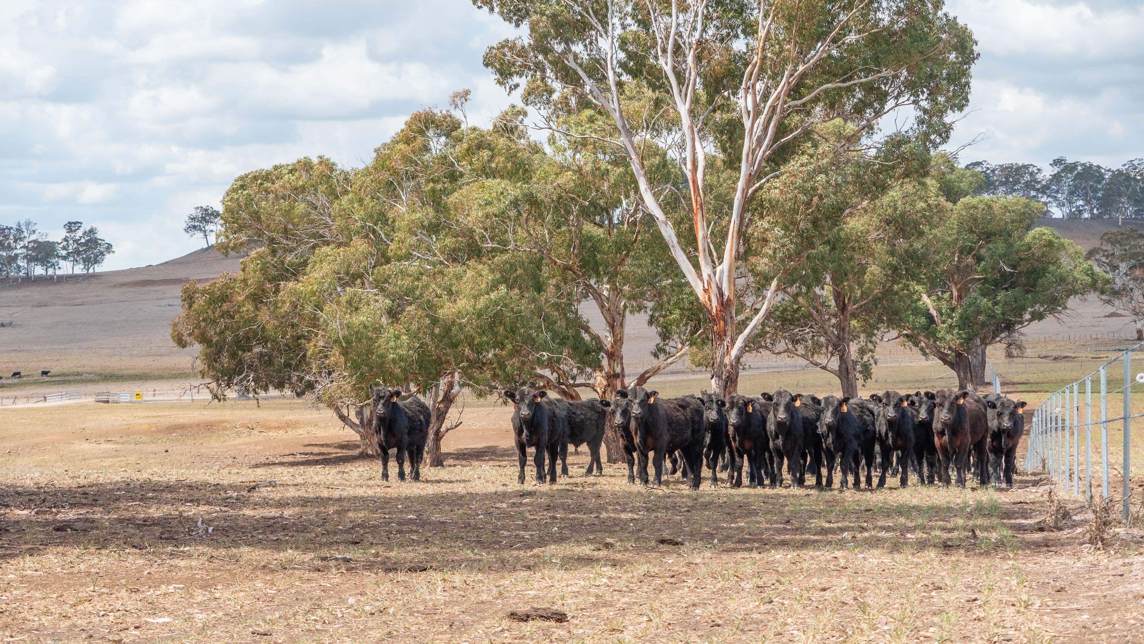 305 Glenshiel Road, Llangothlin NSW 2365, Llangothlin - Thumbnail 5
