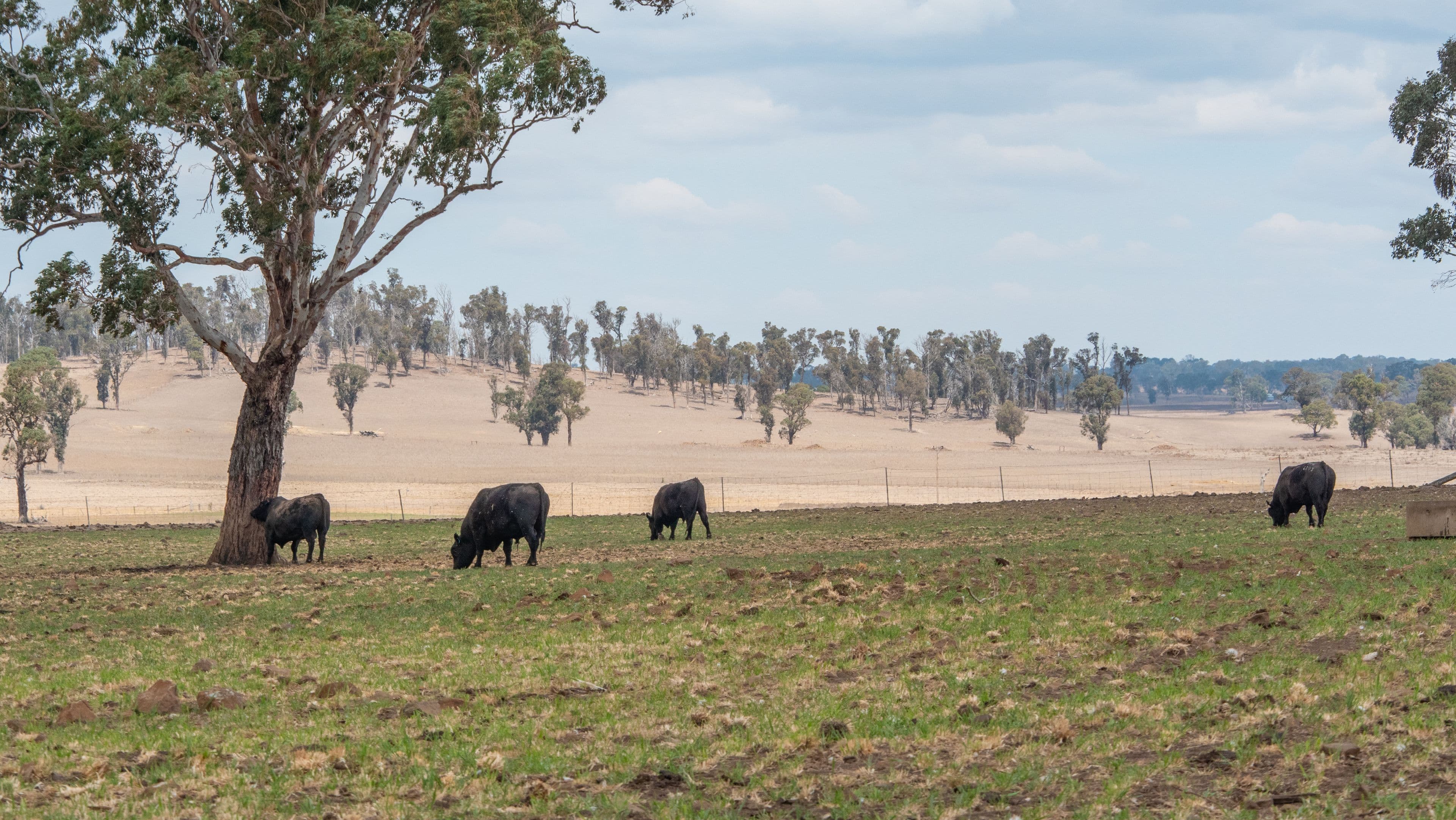 305 Glenshiel Road, Llangothlin NSW 2365, Llangothlin - Thumbnail 6