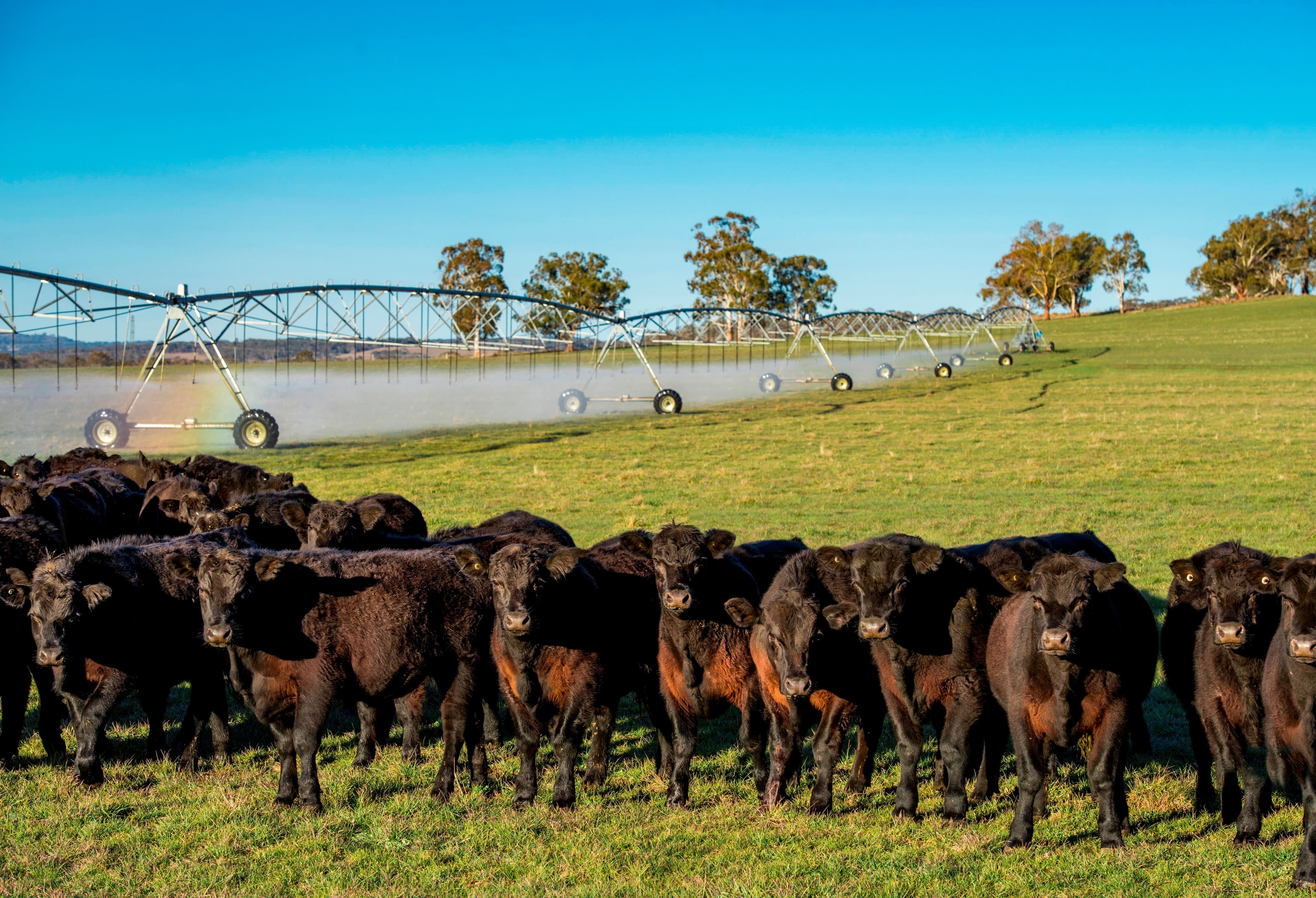 1075 Tenterden Road, Guyra NSW 2365, Guyra - Image 1