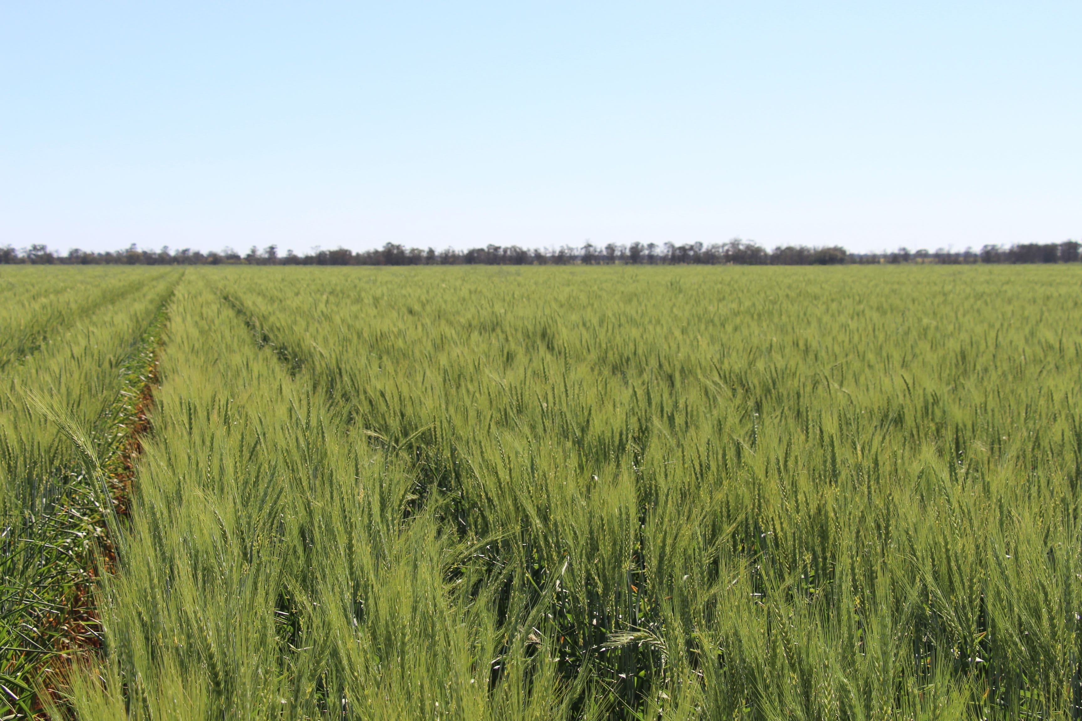 86 Swifts Road, Tulloona NSW 2400, Tulloona - Thumbnail 8