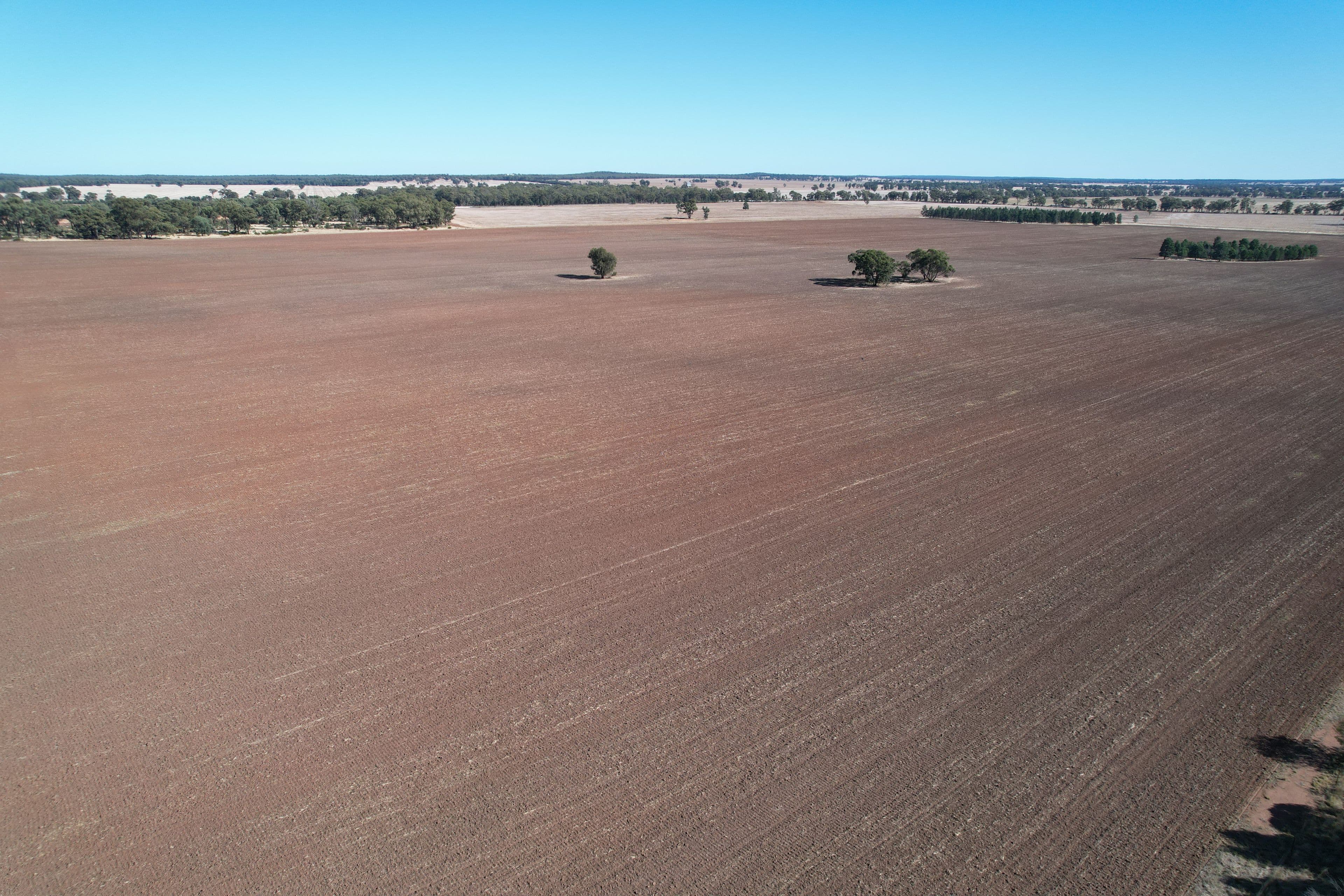 2417 Alleena Road, West Wyalong NSW 2671, West Wyalong - Image 1