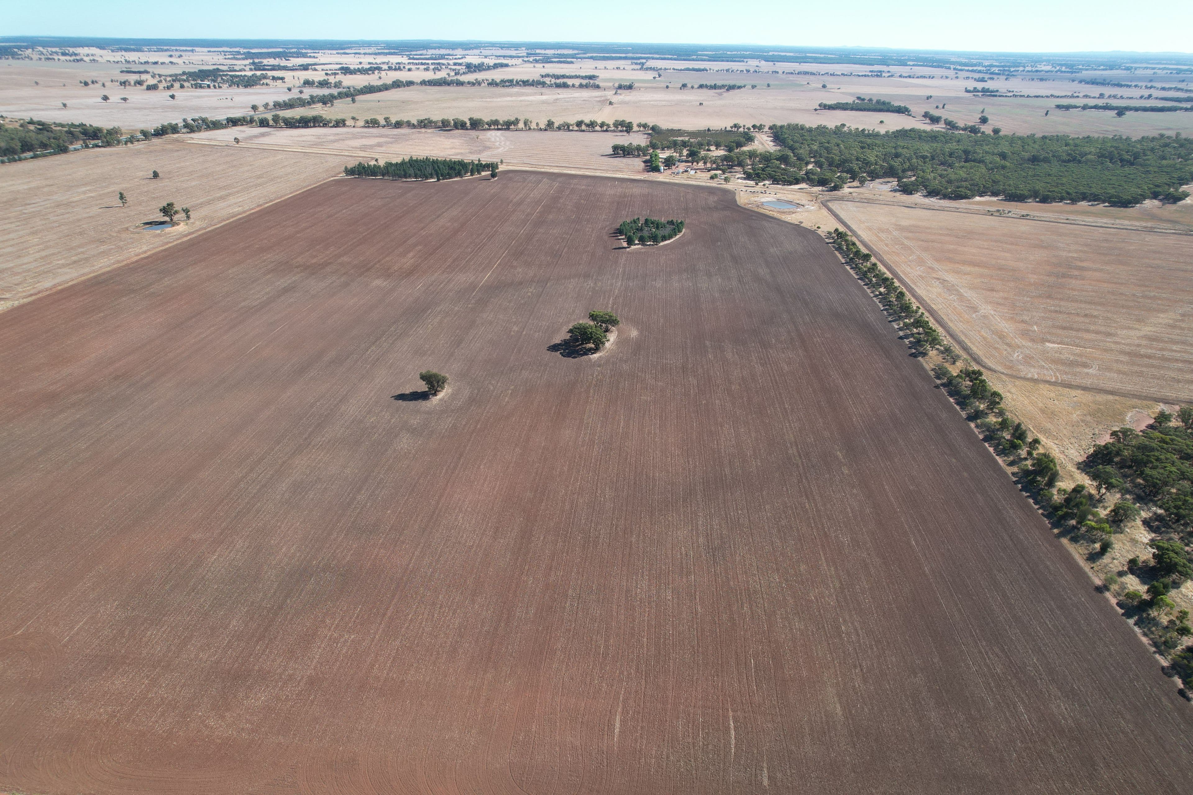2417 Alleena Road, West Wyalong NSW 2671, West Wyalong - Thumbnail 4