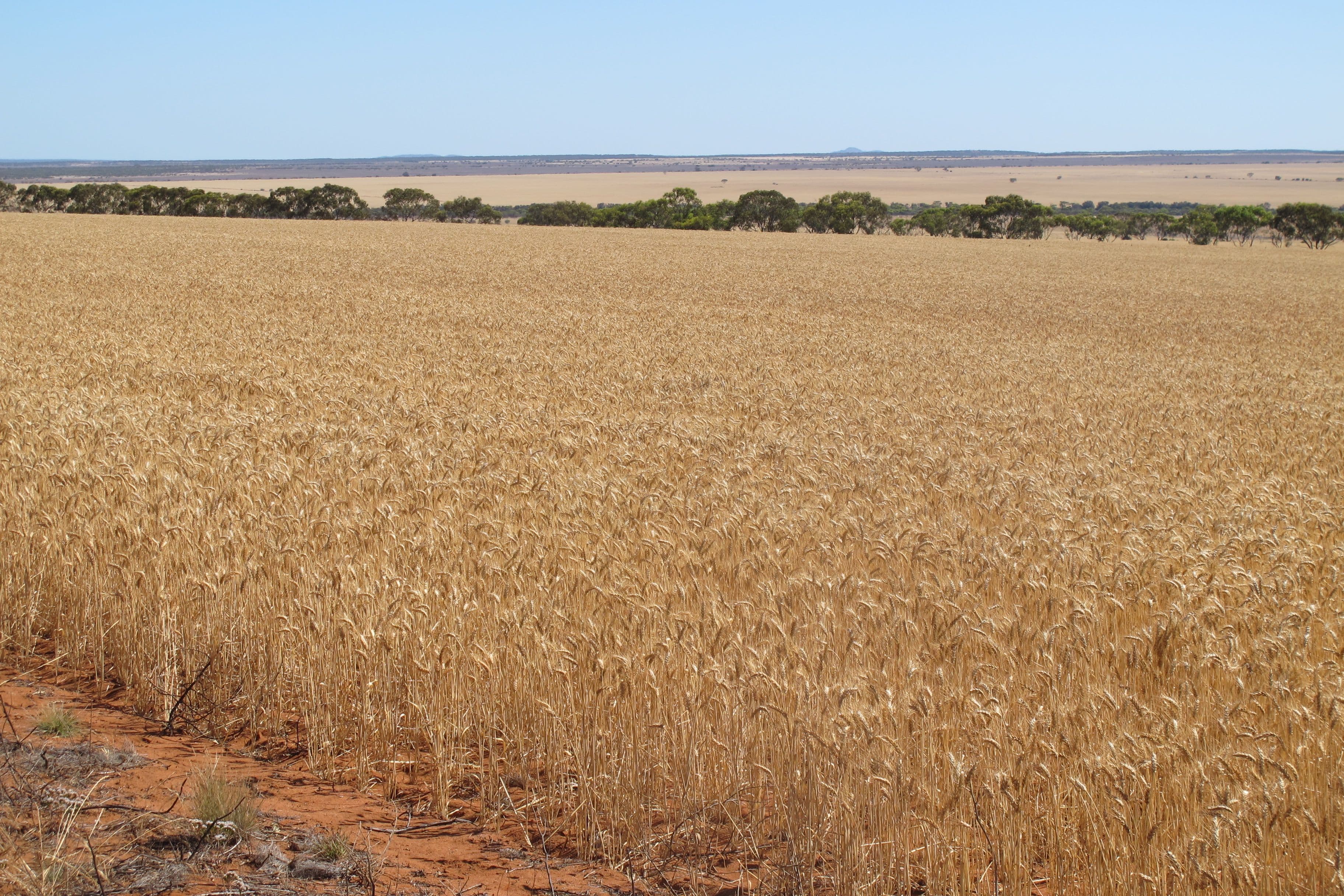 Daisy Downs, 1730 Nuberro Road, Mullewa WA 6630, Mullewa - Thumbnail 7