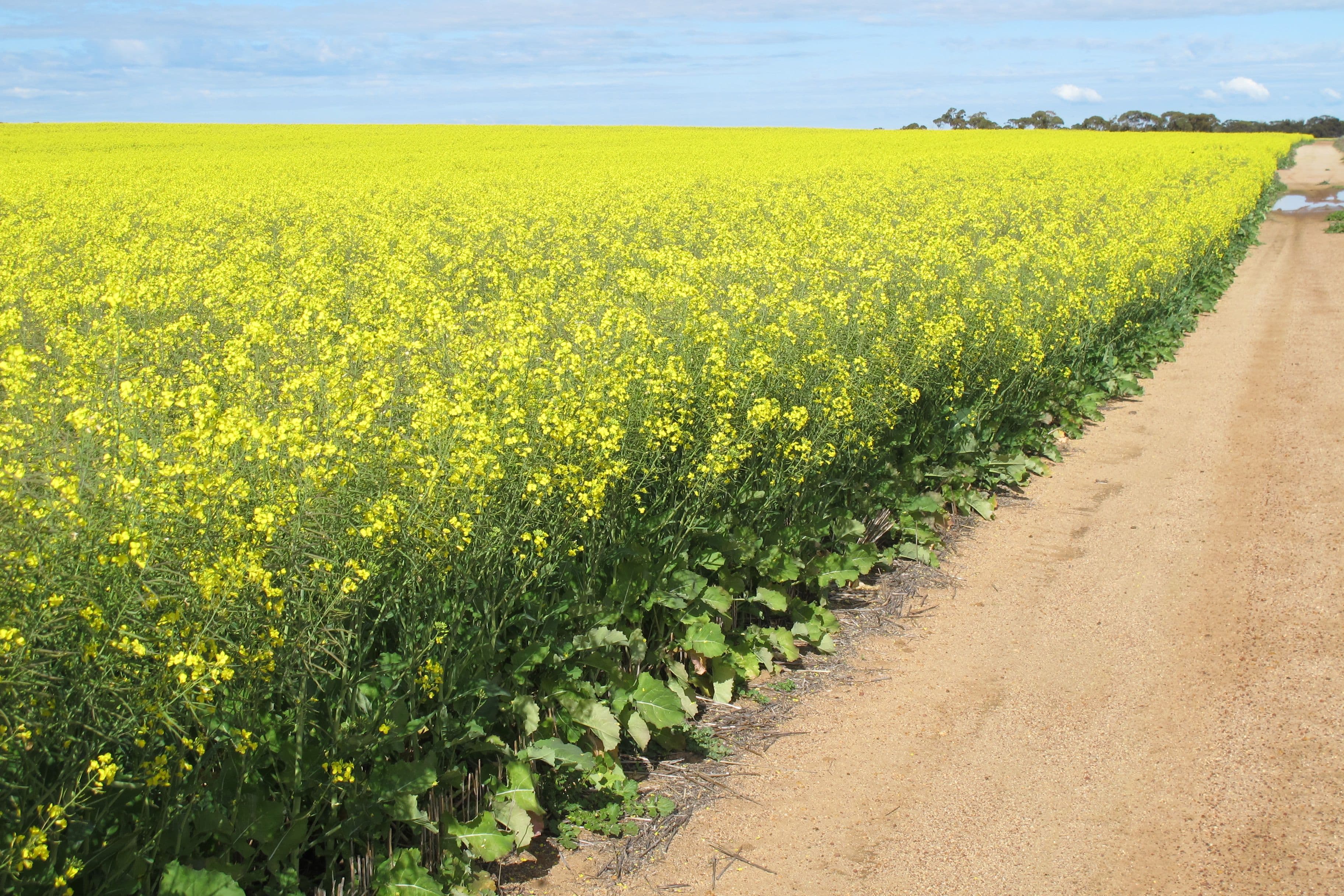 Yallembee Midlands Road, Carnamah WA 6517, Carnamah - Thumbnail 7