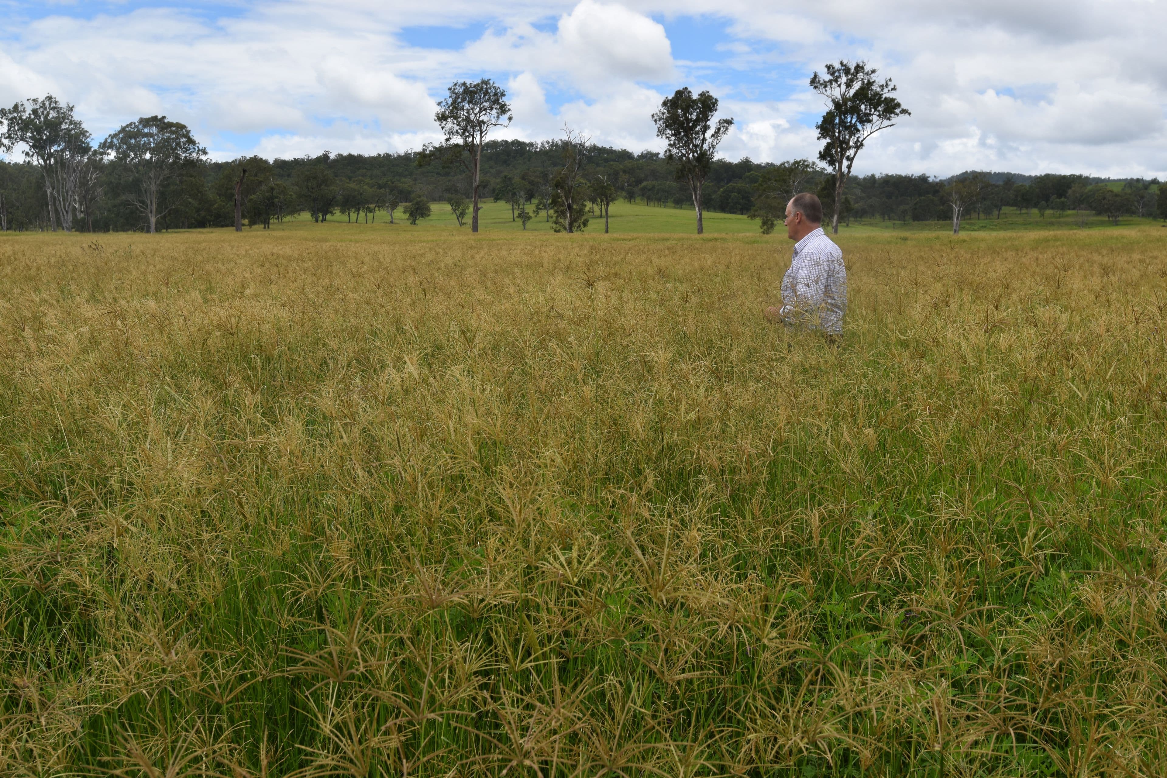 411 Lambert Road, Nindooinbah QLD 4285, Nindooinbah - Thumbnail 6