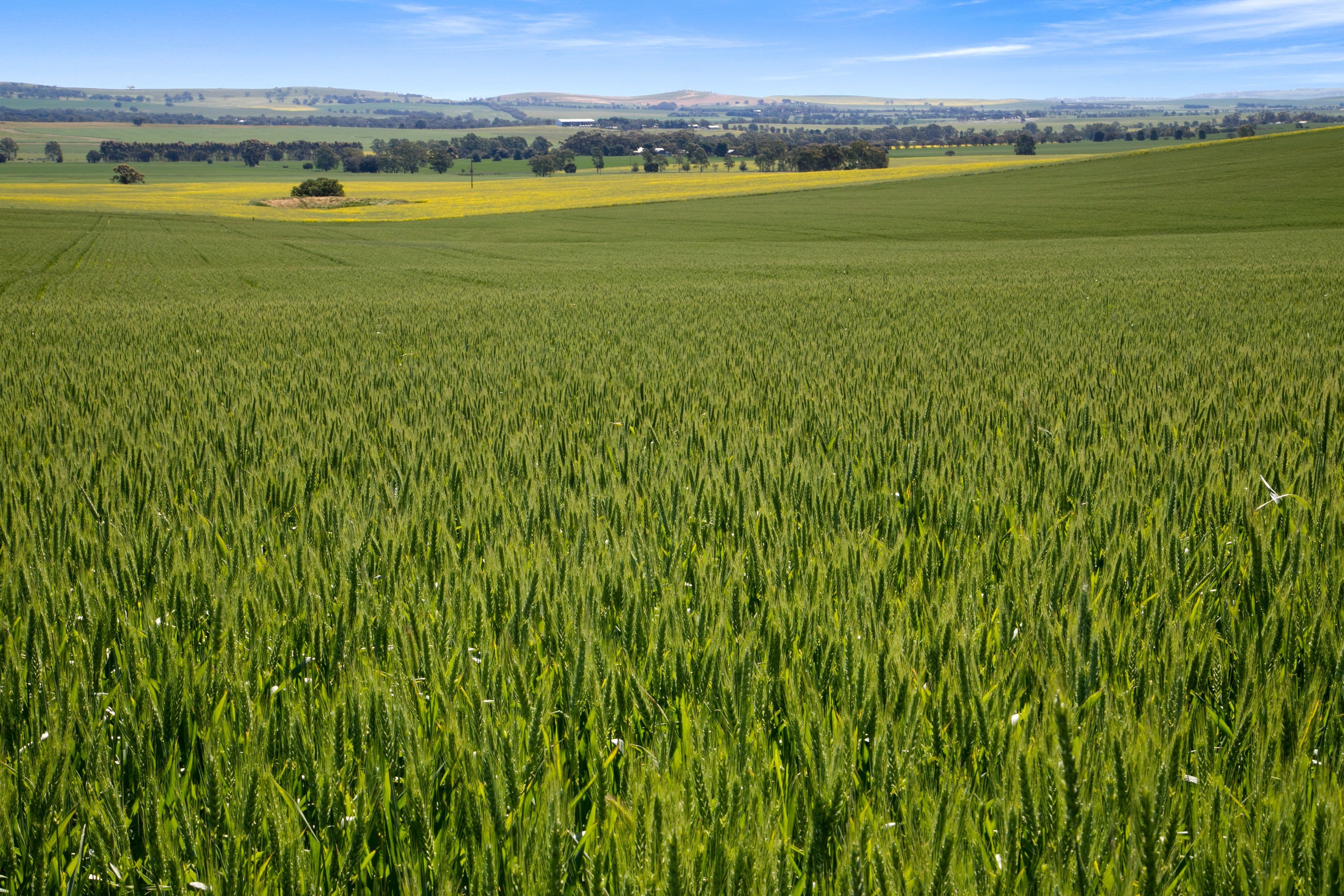 'Hill View' - 468 Sheep Dip Road, Hill River SA 5453, Hill River - Thumbnail 2