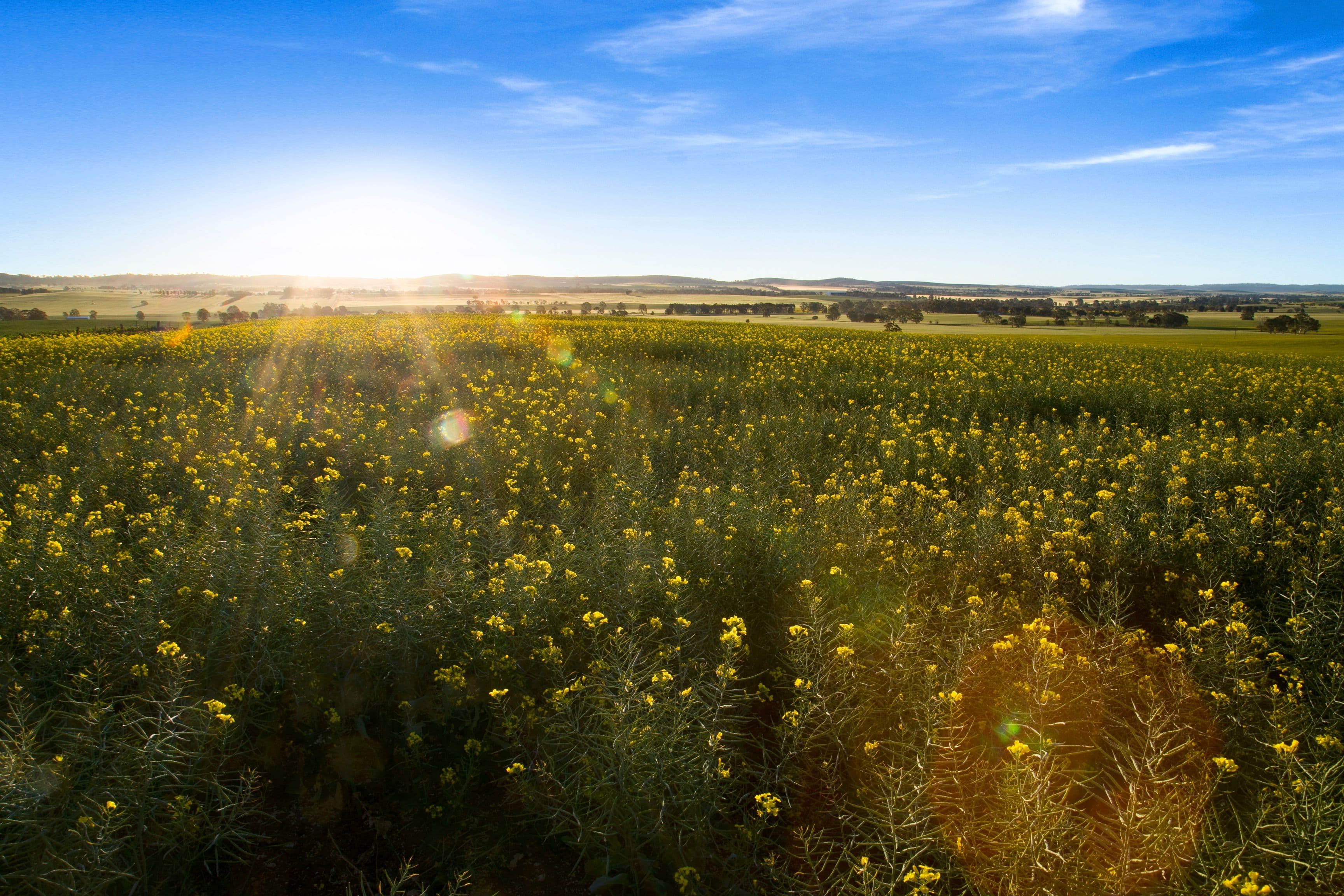 'Hill View' - 468 Sheep Dip Road, Hill River SA 5453, Hill River - Thumbnail 3