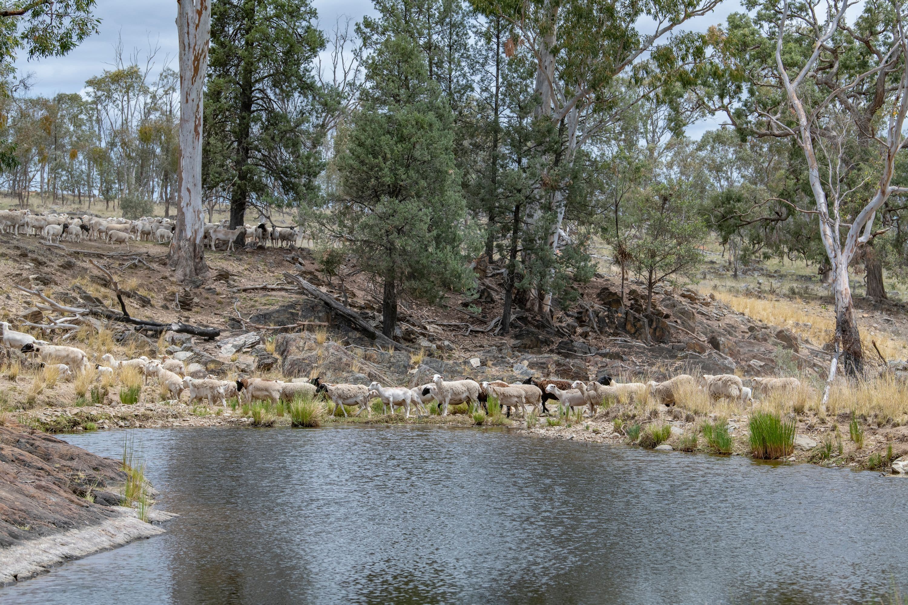 1568 Columba Road, Gore QLD 4352, Gore - Thumbnail 7