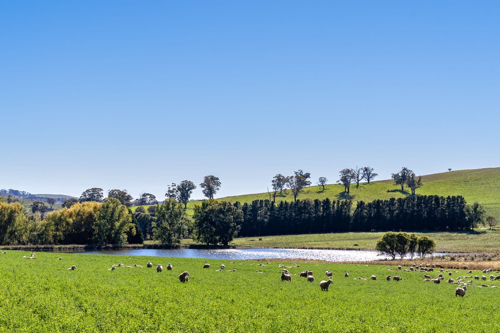 1269 Neville Road, Neville NSW 2799, Neville - Thumbnail 4