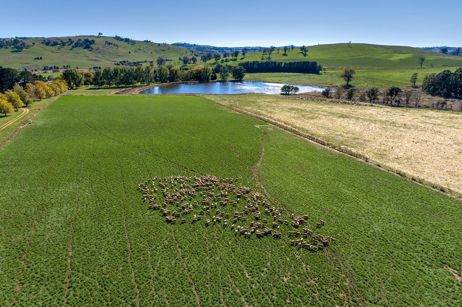 1269 Neville Road, Neville NSW 2799, Neville - Thumbnail 5