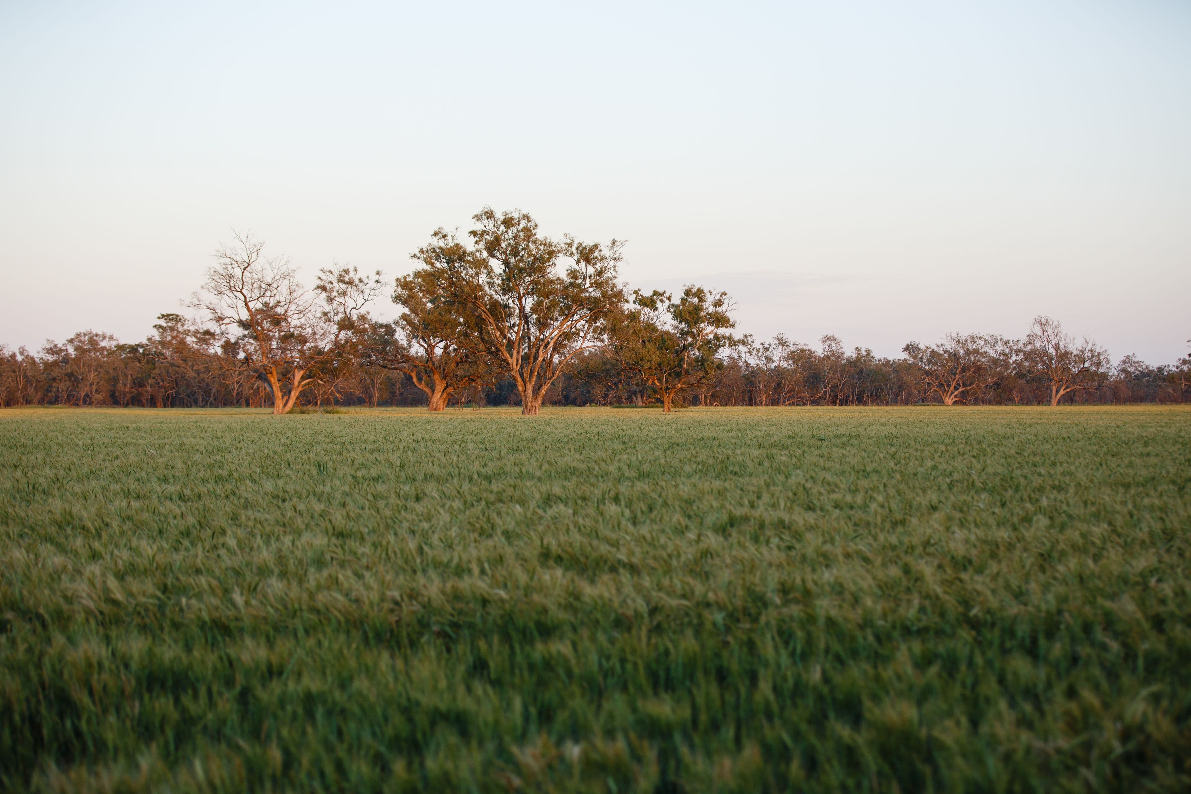 2506 Goonal Road, Bullarah NSW 2400, Bullarah - Thumbnail 6
