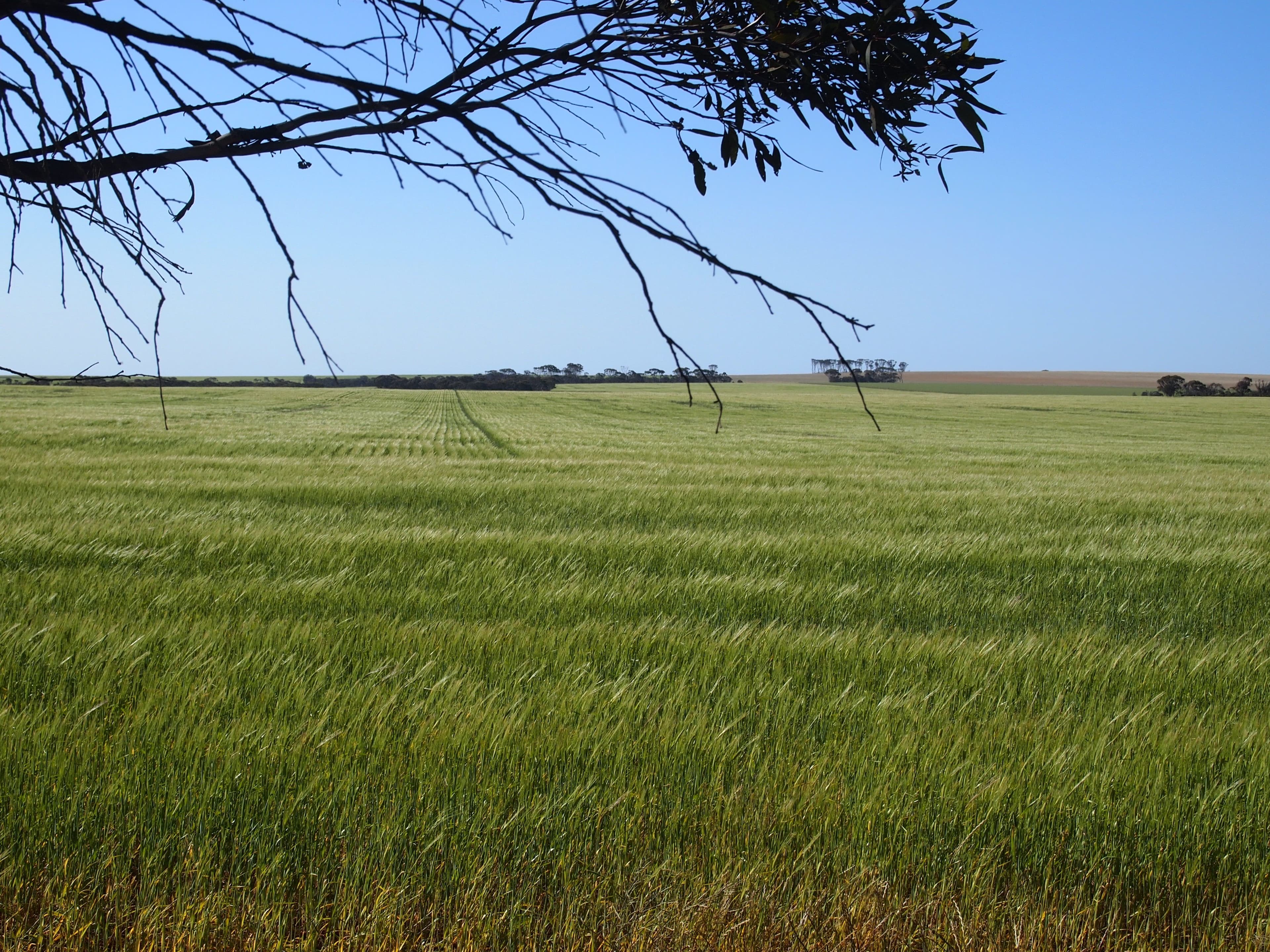 Broadacres Pingrup-Lake Grace Road, Pingrup WA 6343, Pingrup - Image 1
