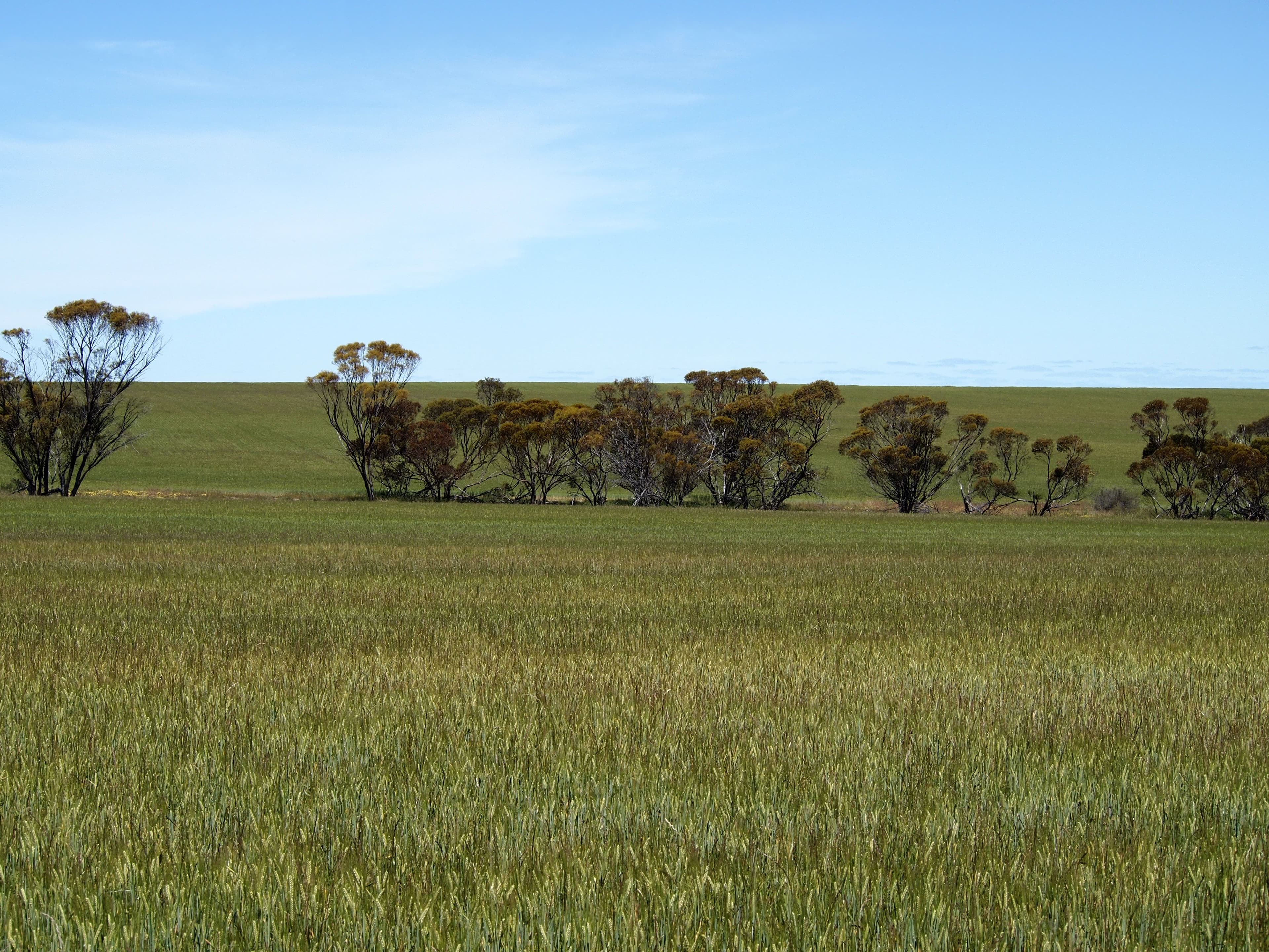 Broadacres Pingrup-Lake Grace Road, Pingrup WA 6343, Pingrup - Thumbnail 4