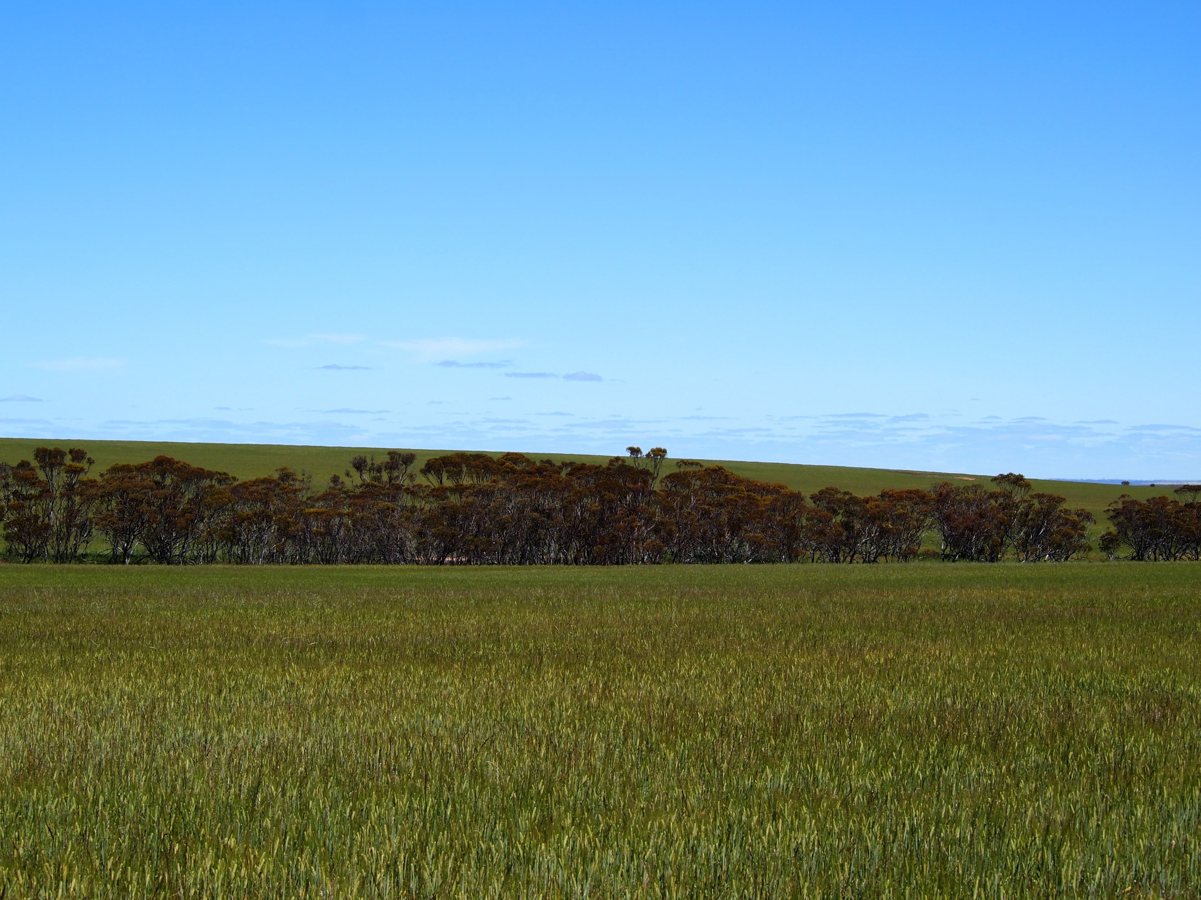 Broadacres Pingrup-Lake Grace Road, Pingrup WA 6343, Pingrup - Thumbnail 5