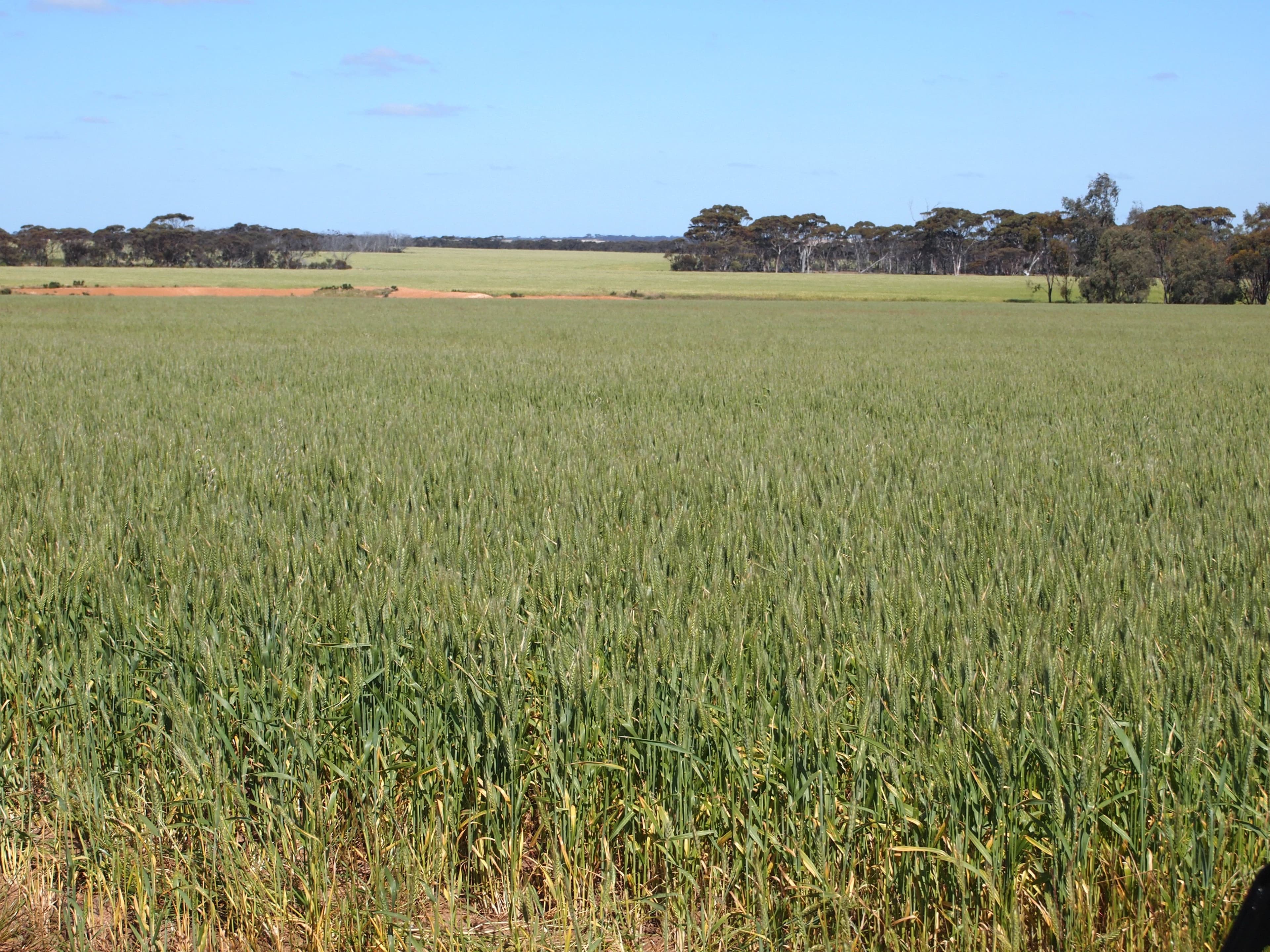 Broadacres Pingrup-Lake Grace Road, Pingrup WA 6343, Pingrup - Thumbnail 6