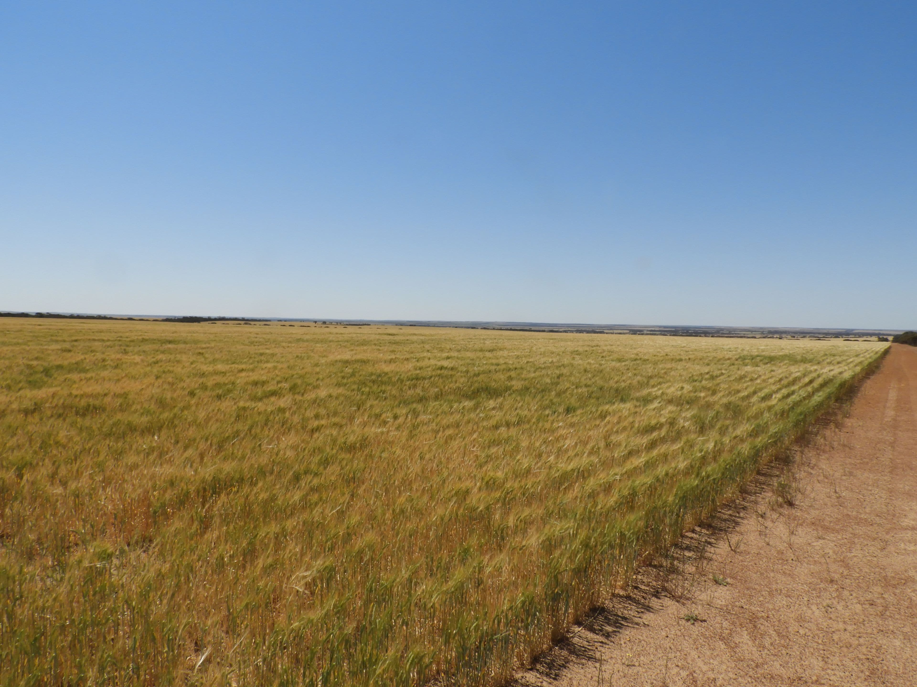 EDL Farms, Lake Magenta, Newdegate WA 6355, Newdegate - Thumbnail 3