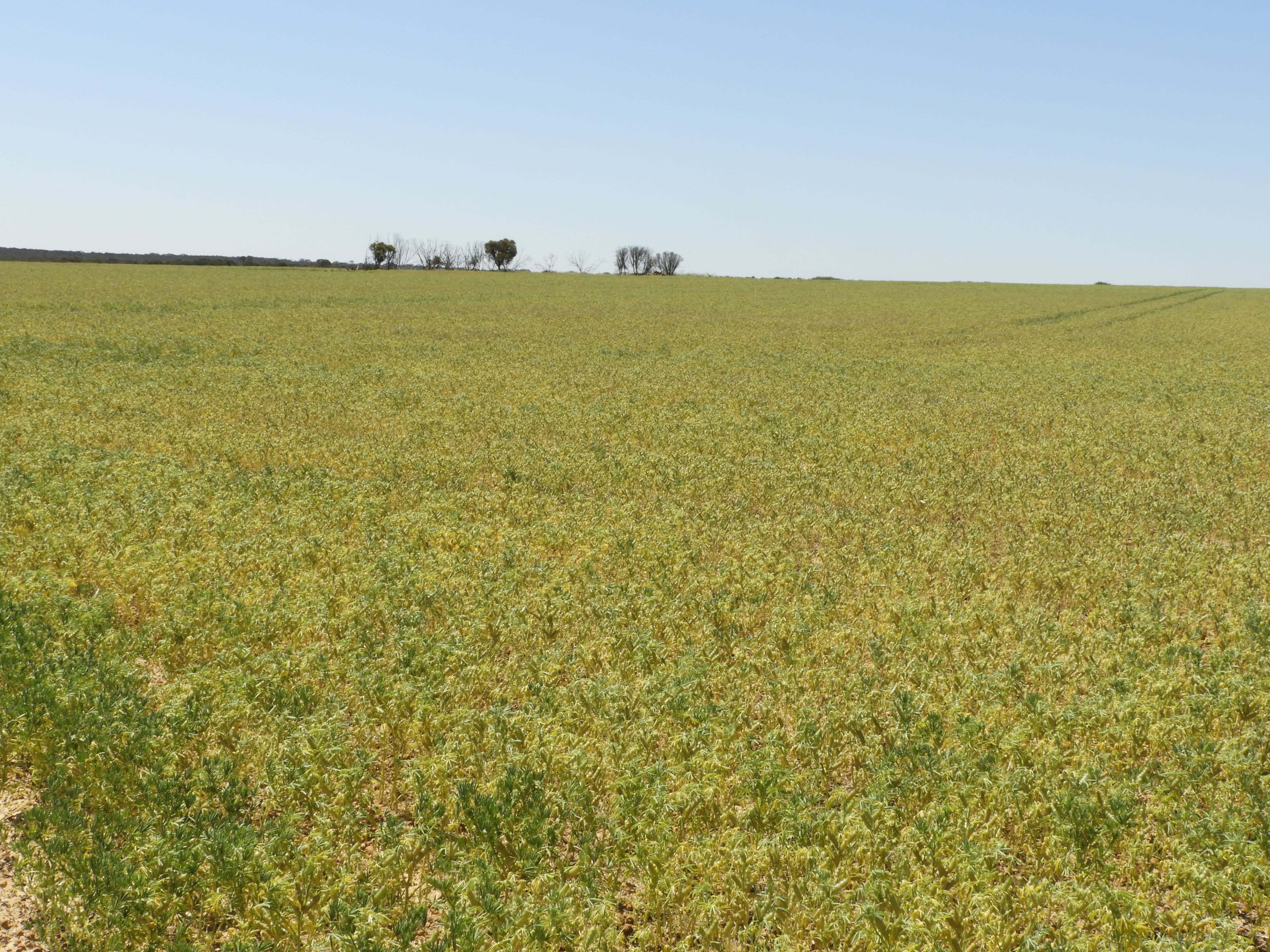 EDL Farms, Lake Magenta, Newdegate WA 6355, Newdegate - Thumbnail 4