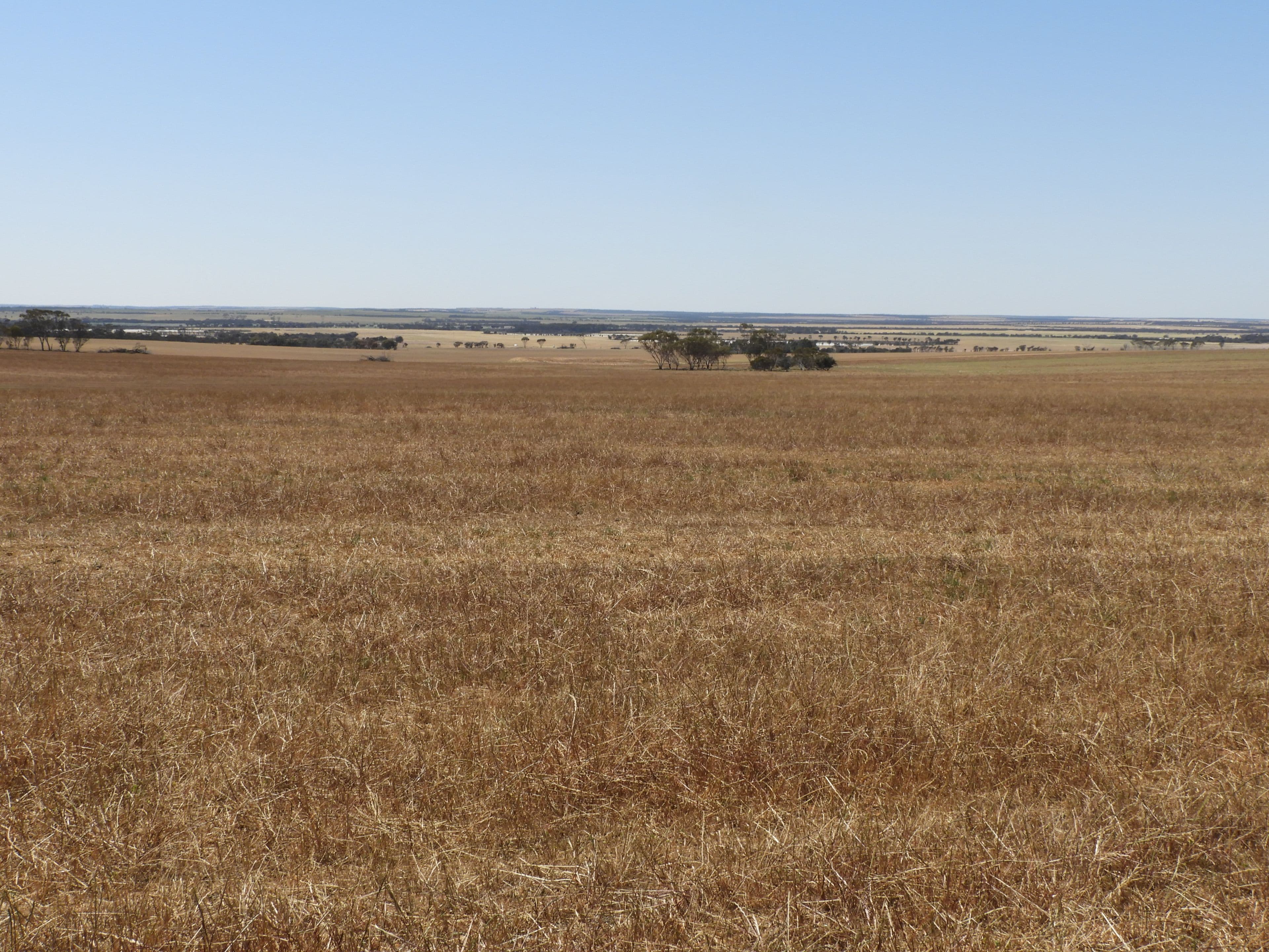 EDL Farms, Lake Magenta, Newdegate WA 6355, Newdegate - Thumbnail 5