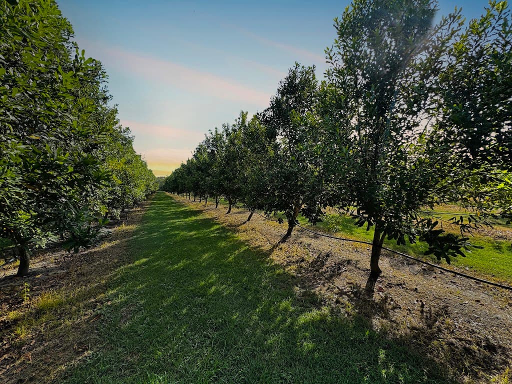 40 Olivers Road, Goodwood, QLD, 4660, Goodwood - Thumbnail 3