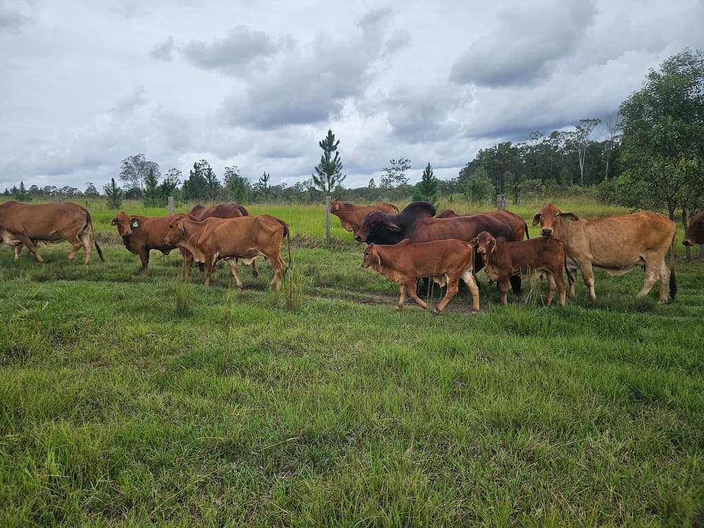 129 Davis Road, Bauple Forest, QLD, 4650, Bauple Forest - Thumbnail 5