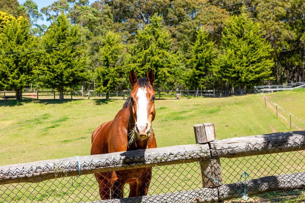 81 Old Highway, Narooma, NSW, 2546, Narooma - Thumbnail 4