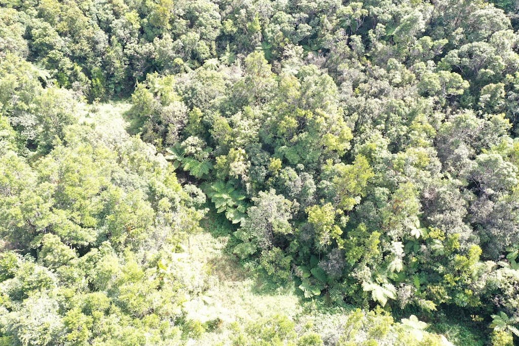 581 Theresa Creek Road, Millaa Millaa, QLD, 4886, Millaa Millaa - Thumbnail 7