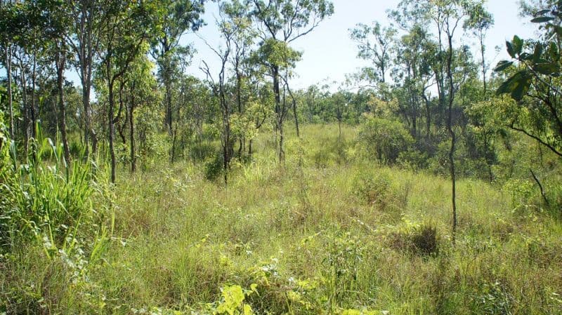 140 Toscavale Road, Black River, QLD, 4818, Black River - Thumbnail 6