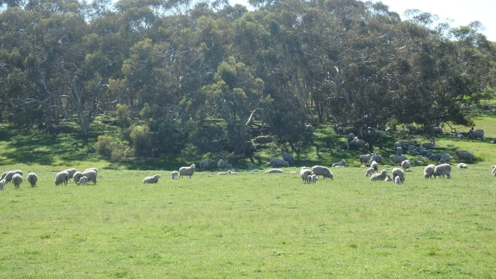 265 Yenart Road, New Norcia, WA, 6509, New Norcia - Thumbnail 4