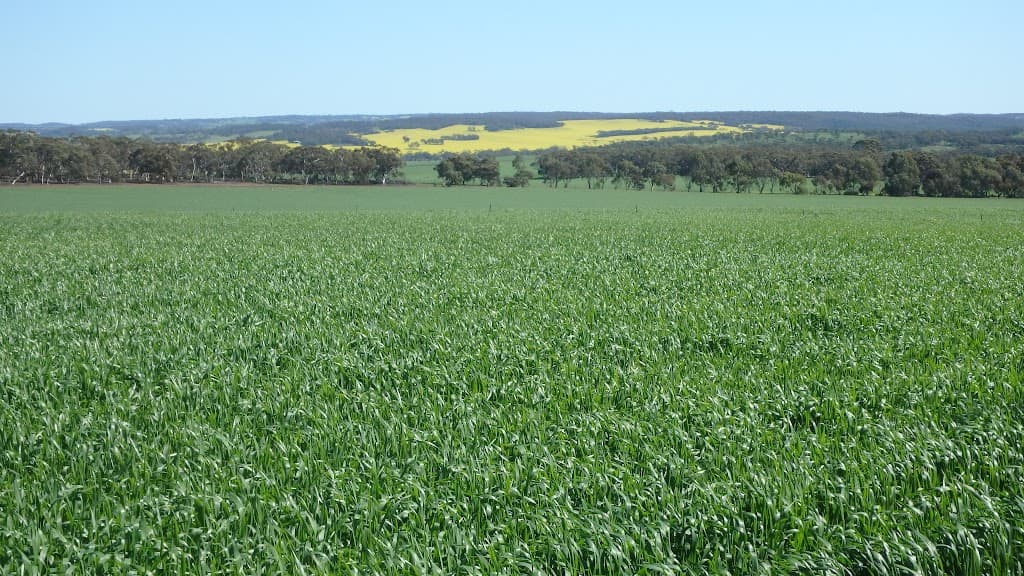 265 Yenart Road, New Norcia, WA, 6509, New Norcia - Thumbnail 6
