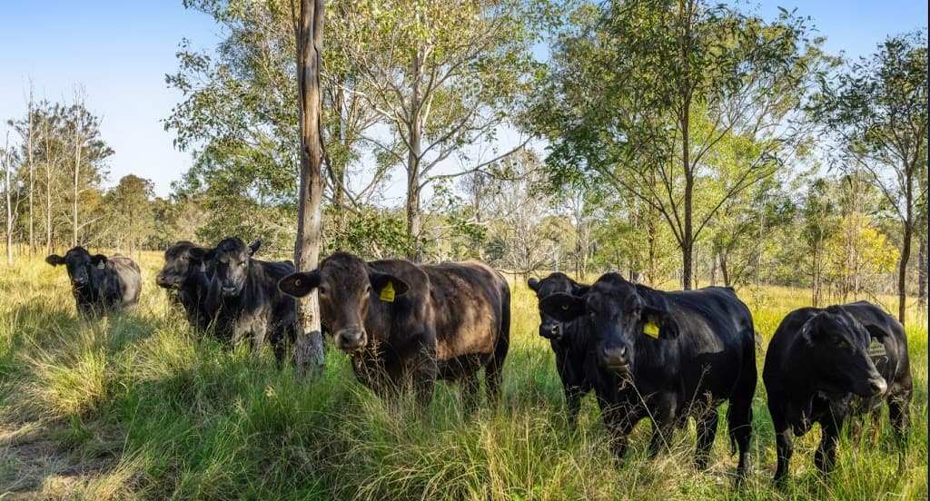 Jacob Road, Crows Nest, QLD, 4355, Crows Nest - Thumbnail 6