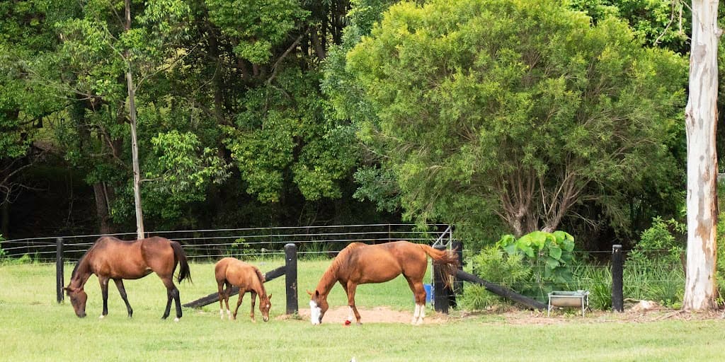 175 Black Pinch Road, Cootharaba, QLD, 4565, Cootharaba - Thumbnail 5