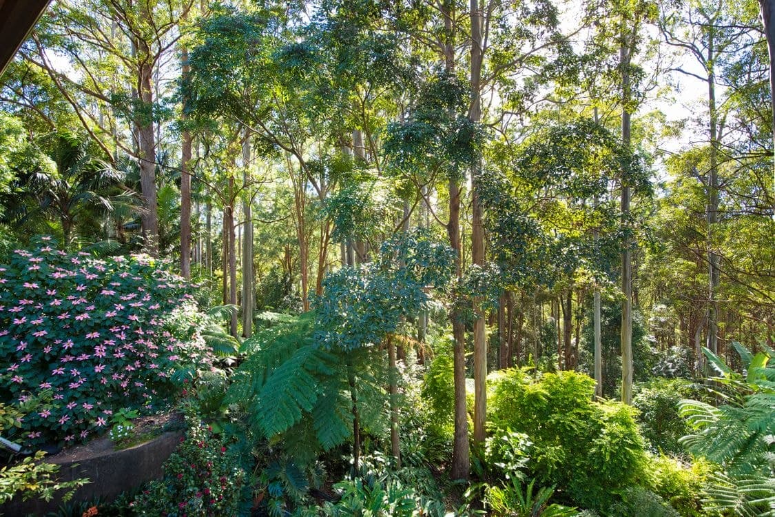 156 North Road, LOWER BEECHMONT, QLD 4211, Lower Beechmont - Thumbnail 2