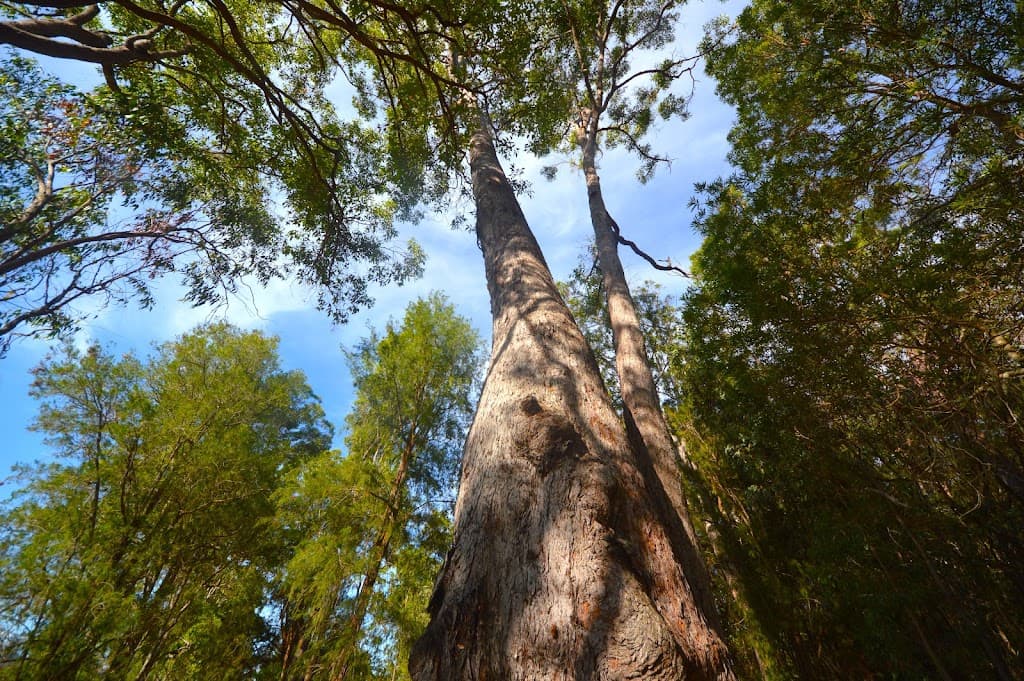 709 Kaban Road, Kaban, QLD, 4888, Kaban - Thumbnail 6