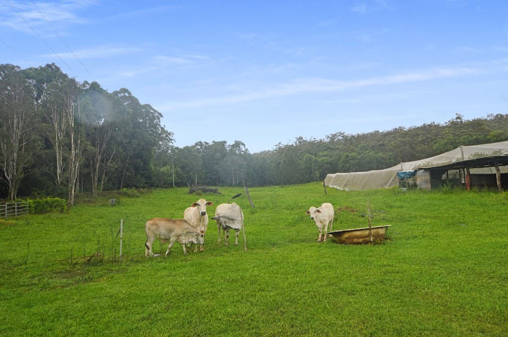 1888 Tumoulin Road, Ravenshoe, QLD, 4888, Ravenshoe - Thumbnail 6