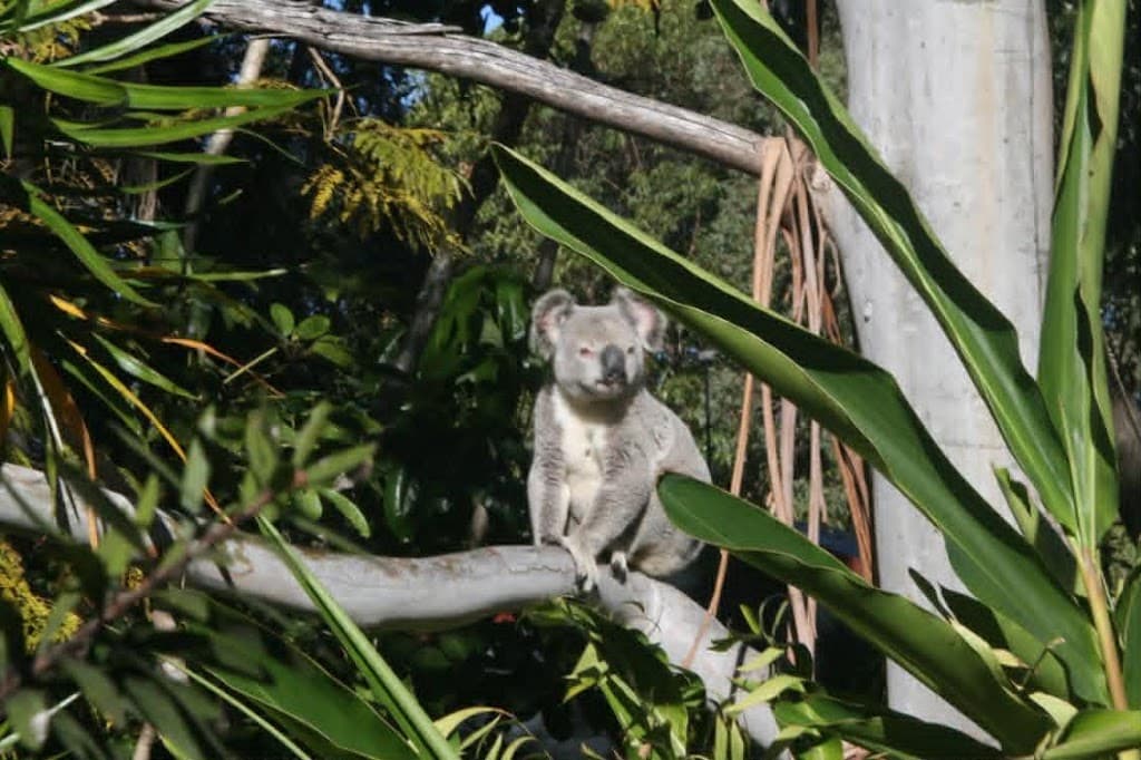 5-7 Borneo Court, Tamborine Mountain, QLD, 4272, Tamborine Mountain - Thumbnail 3