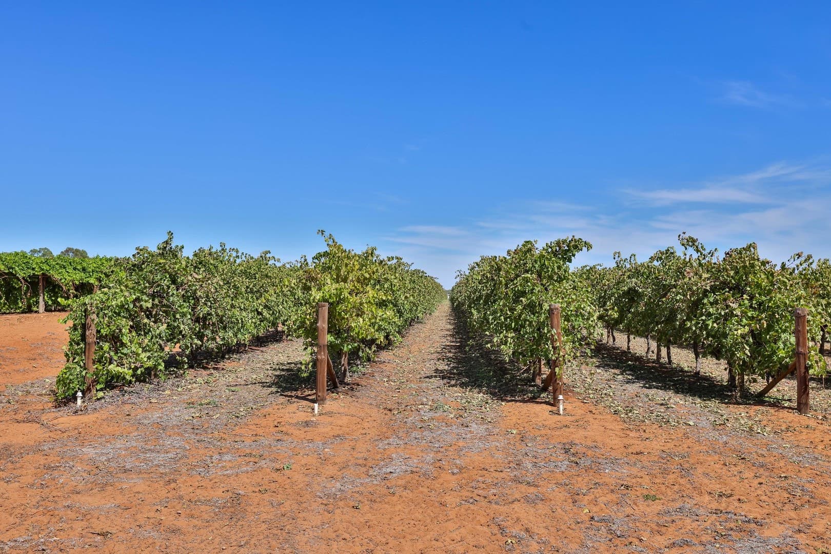 Lot 2 Lowan Avenue, Red Cliffs, VIC 3496, Red Cliffs - Thumbnail 3