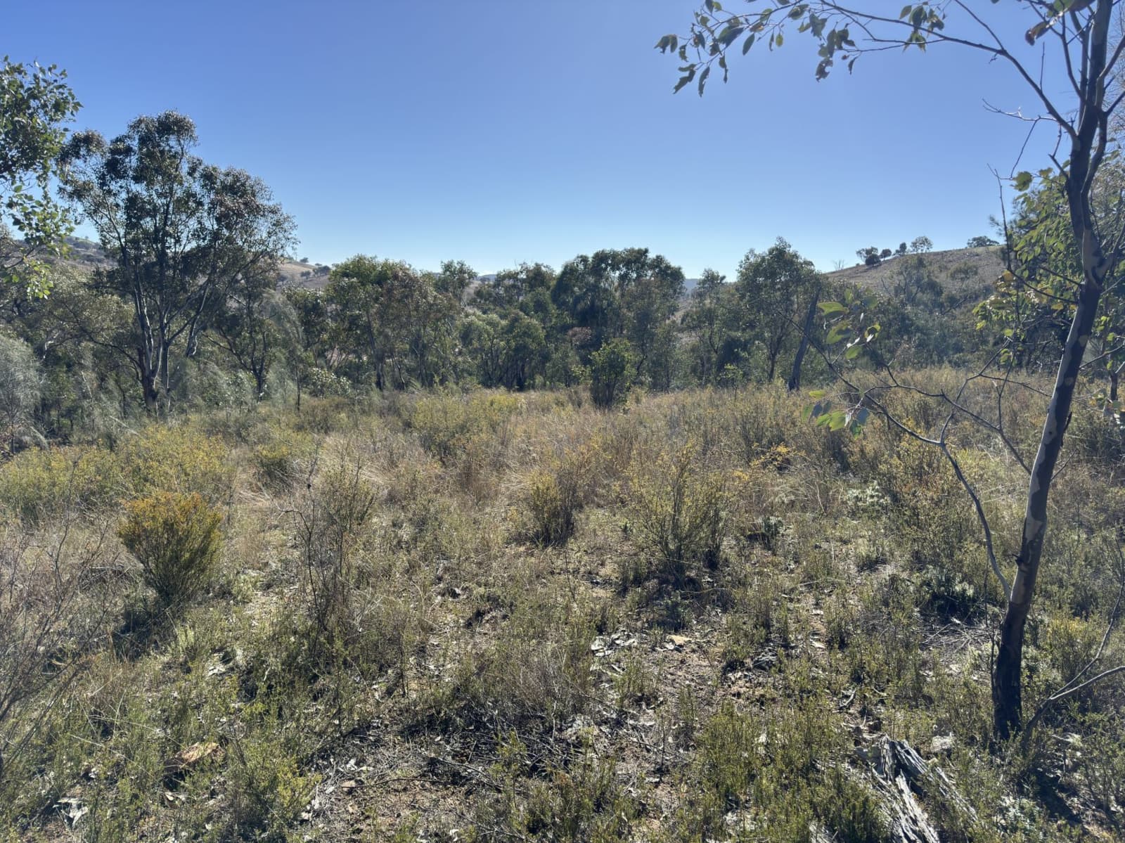 206 Roberts Road, MUDGEE, Grattai - Thumbnail 8