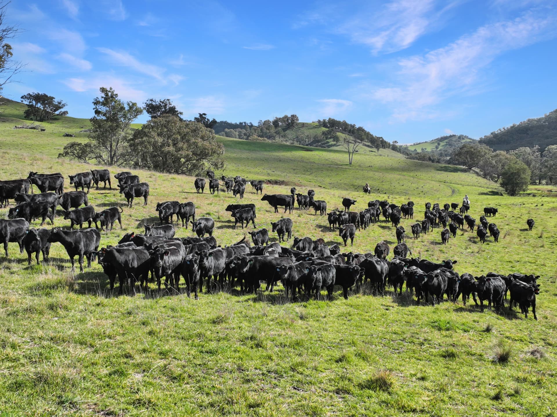 1609 Pages Creek Road Road, SCONE, Scone - Thumbnail 3