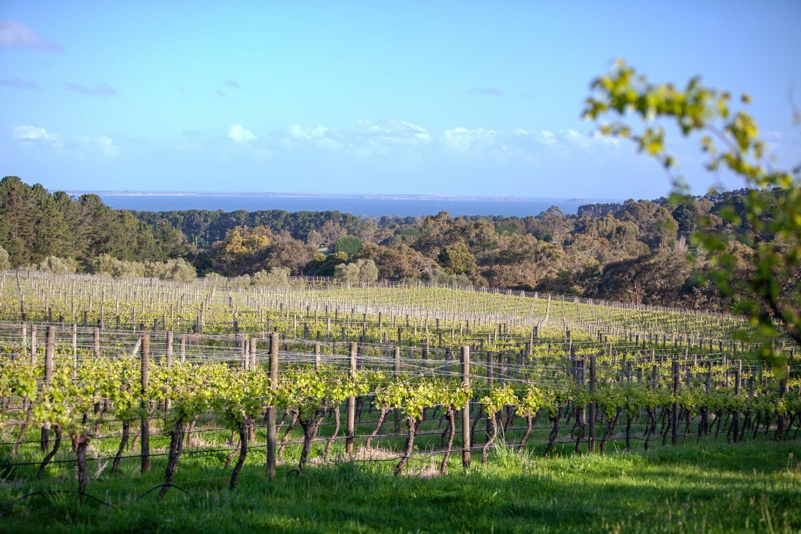 1 Callanans Road, Red Hill South - Thumbnail 3