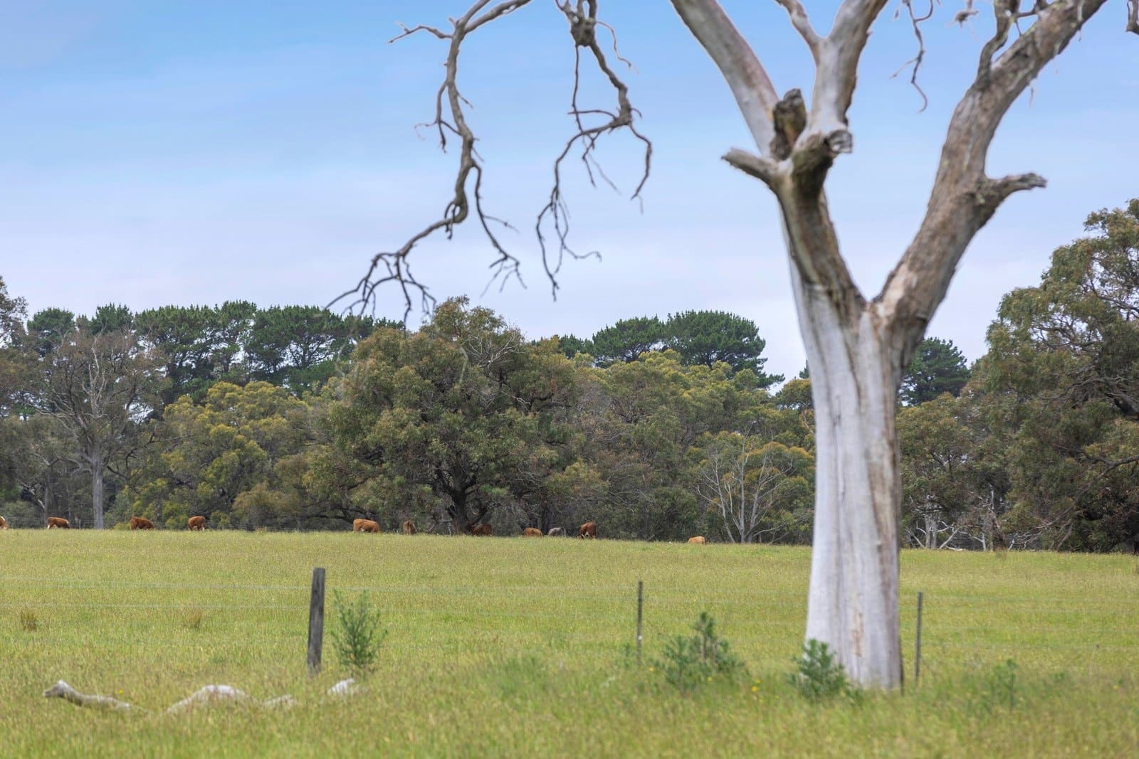 365 Wallaces Road, Dromana - Thumbnail 8