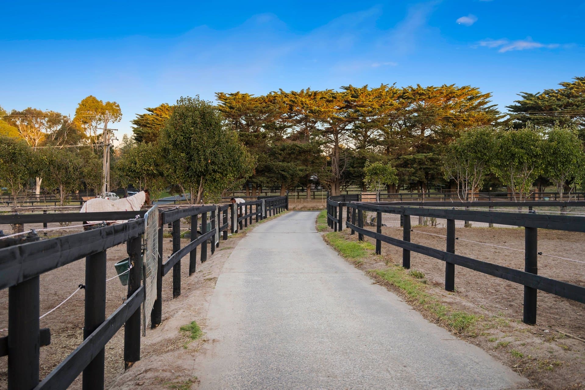 195 Roberts Road, Mornington - Thumbnail 5