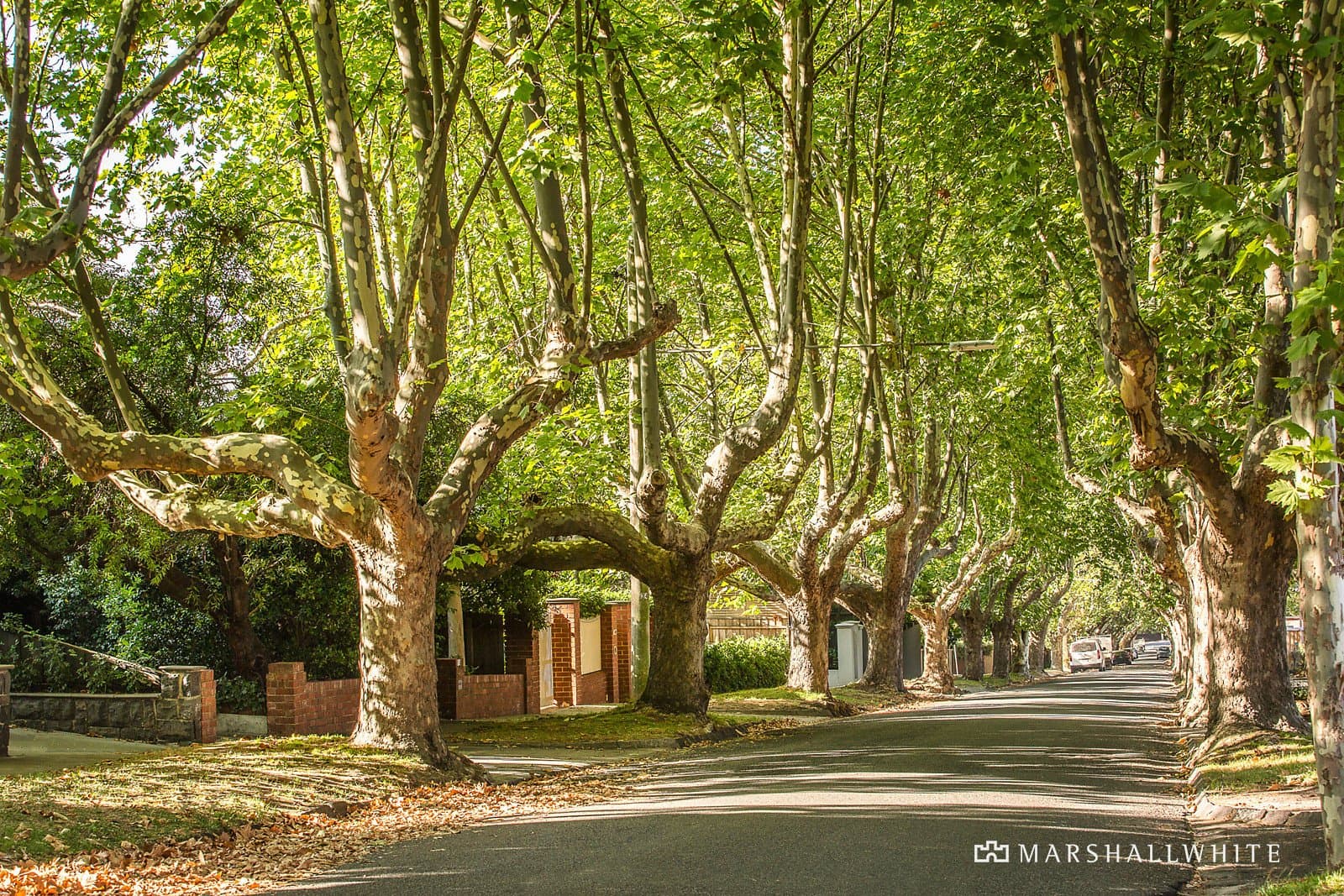 79 Liston Street, Glen Iris - Image 1