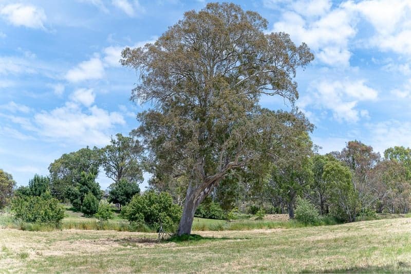 Lot 1005,  Waterford Avenue, Mount Barker - Thumbnail 4
